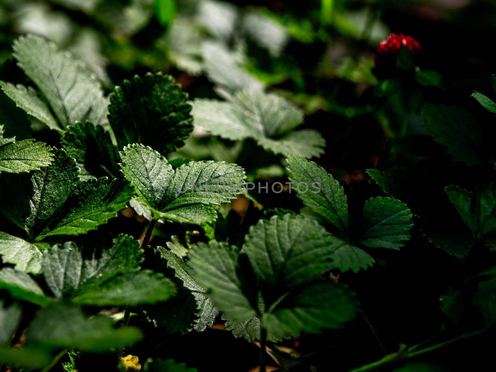 The Mock Strawberry plant for ground cover in the garden by Satakorn