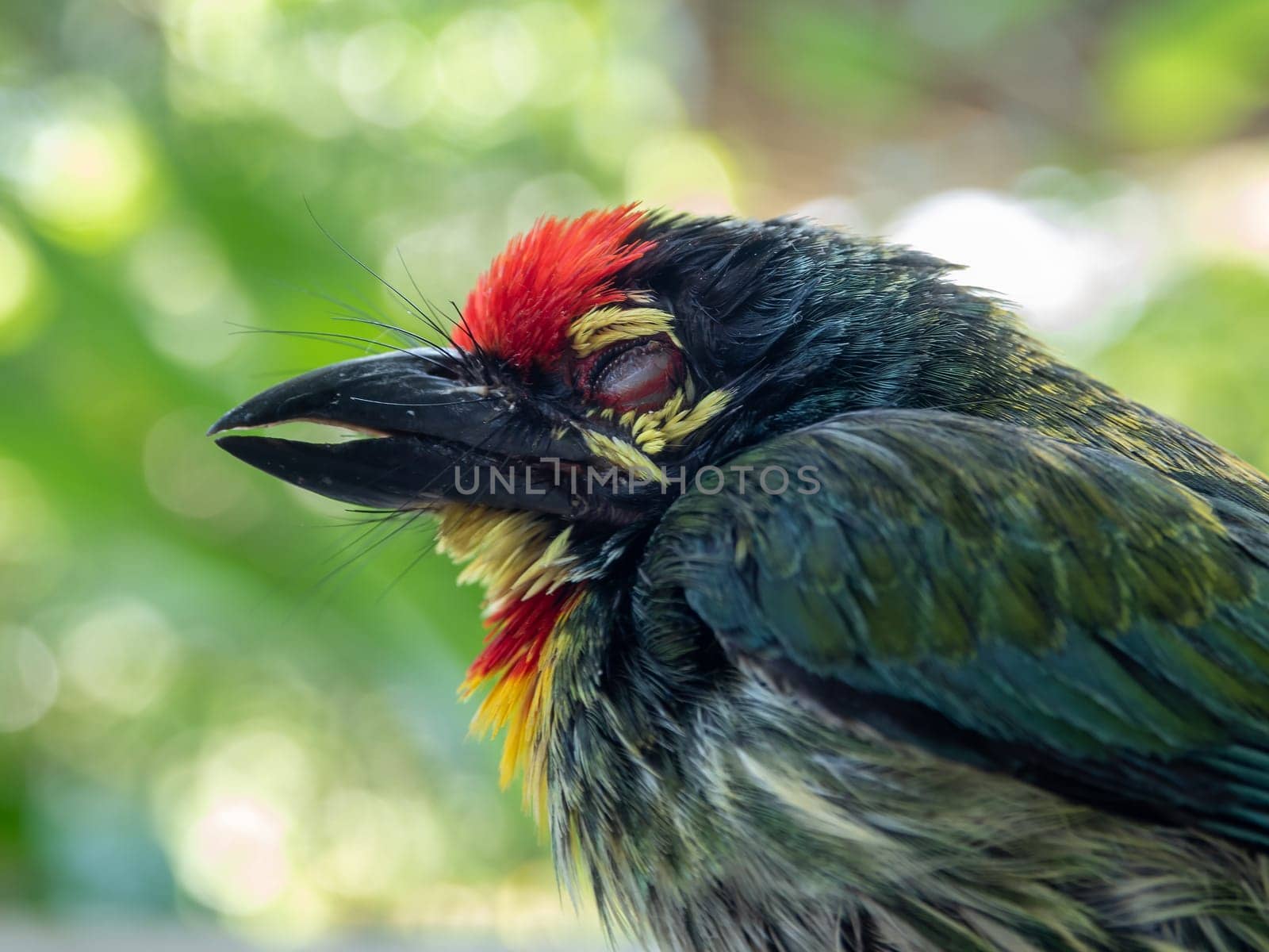 The face of Juvenile Coppersmith barbet bird by Satakorn