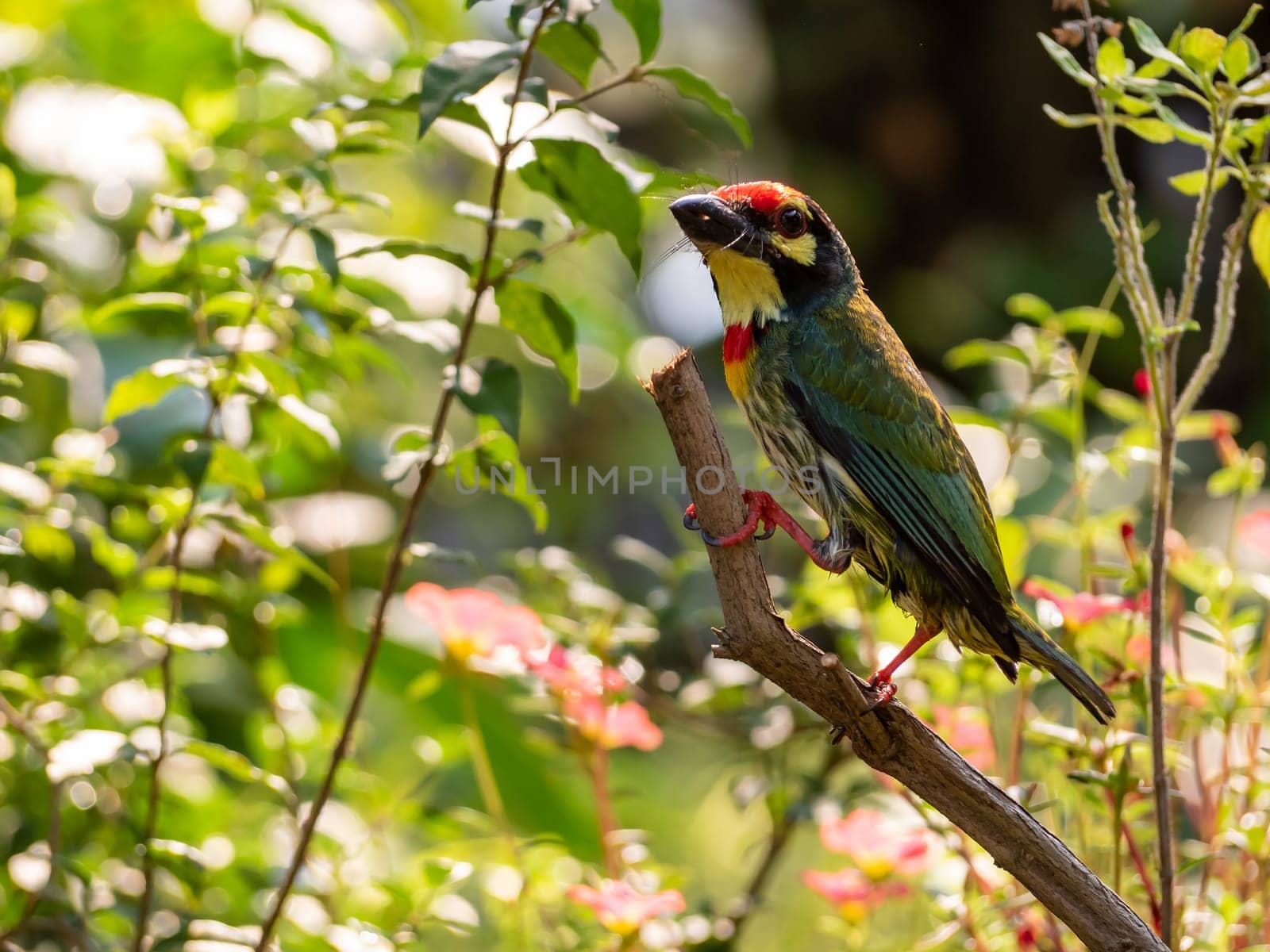 The Coppersmith barbet bird in the garden by Satakorn