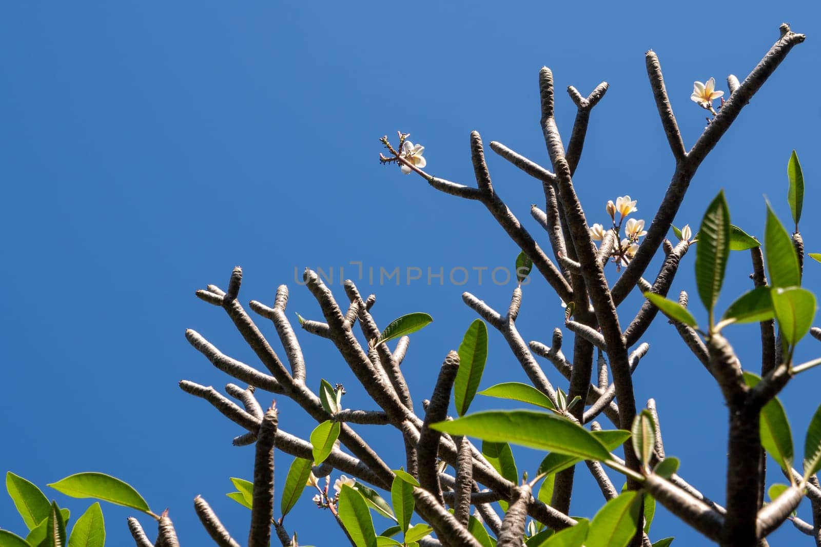 Frangipani flowers and their leaves on the plump branches by Satakorn