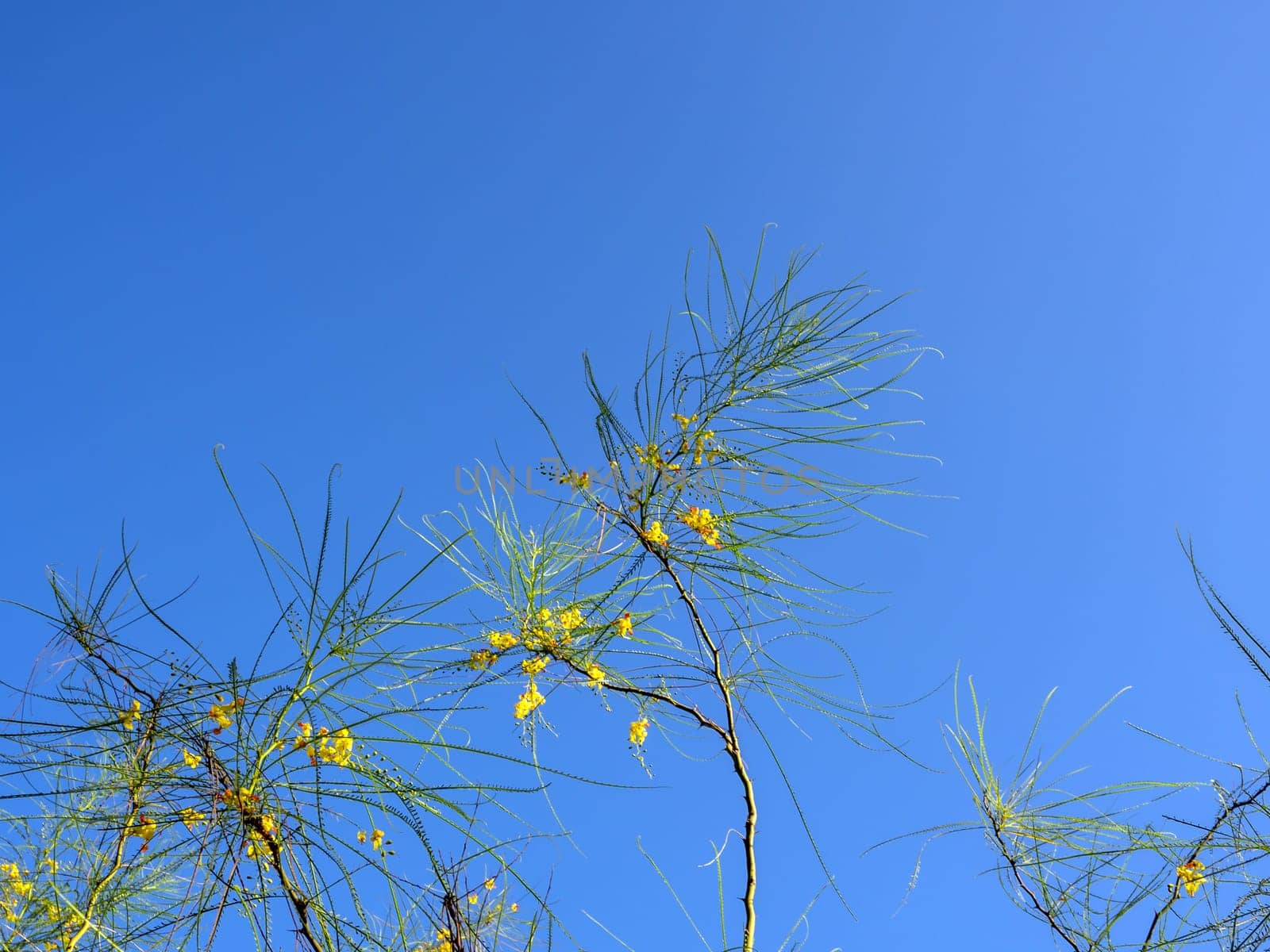 Needle shaped leaves of tree and yellow flower by Satakorn