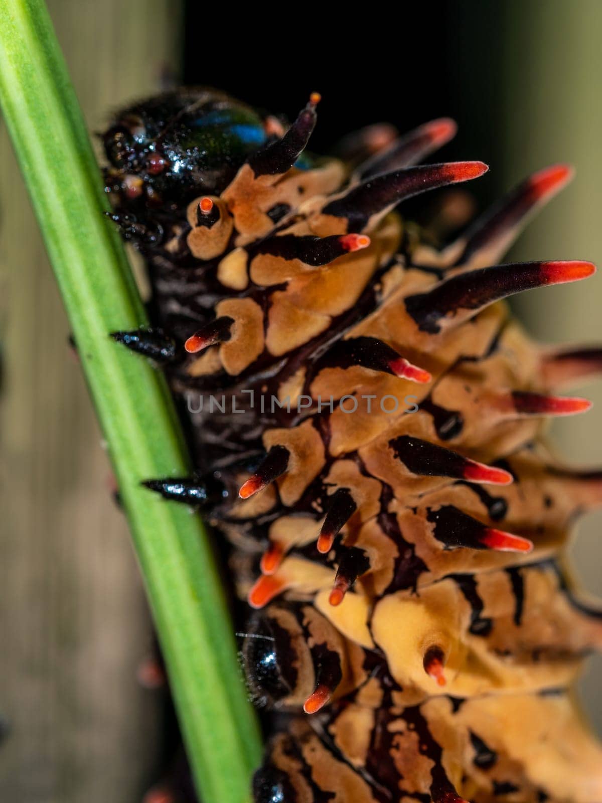 The brown color with long protrusions resembling thorns of the Golden Birdwing caterpillar by Satakorn