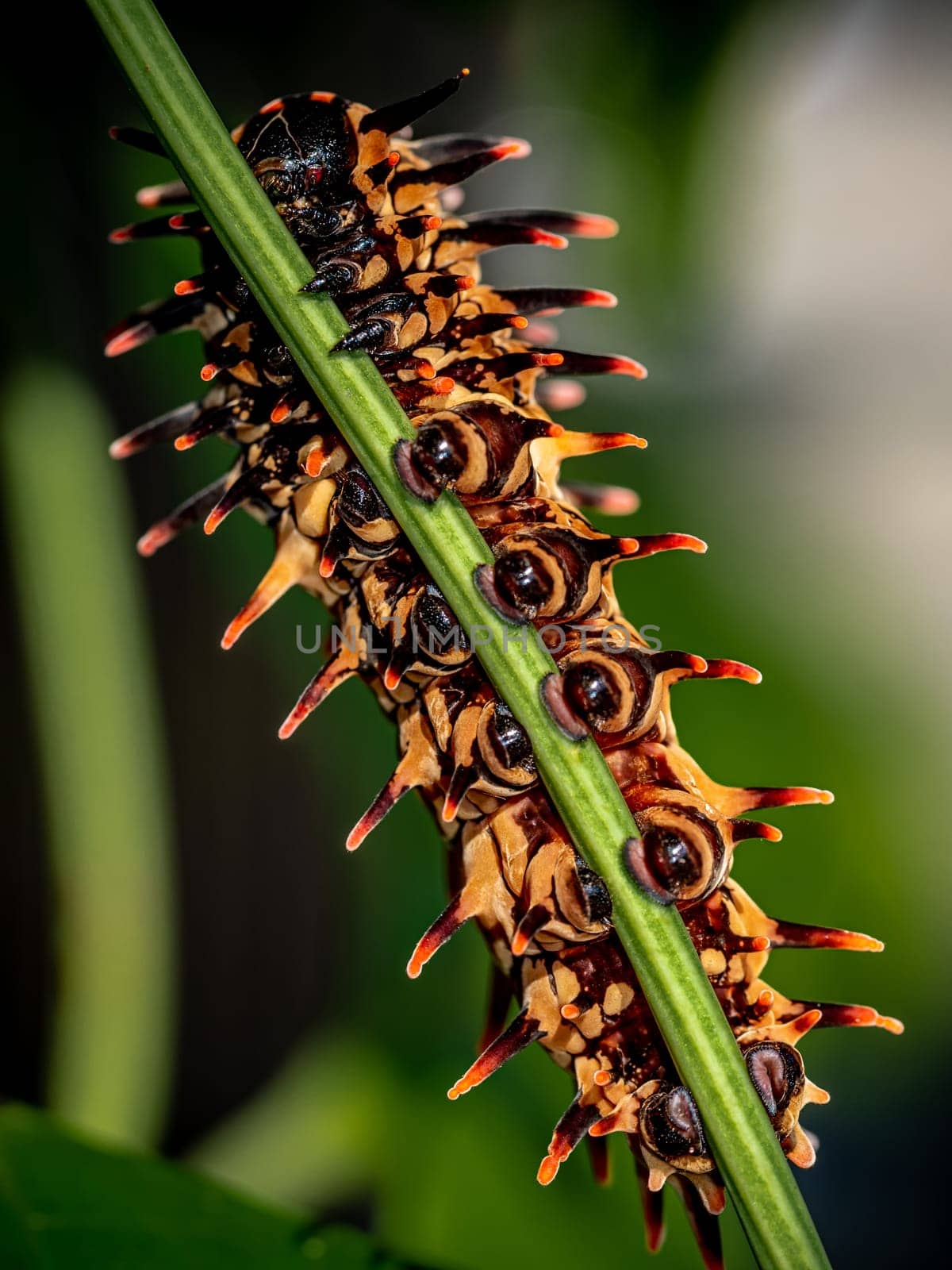 The pale brown color with long protrusions resembling thorns of the Golden Birdwing caterpillar by Satakorn