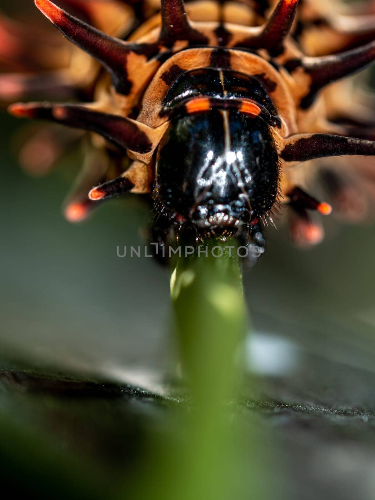 The brown color with long protrusions resembling thorns of the Golden Birdwing caterpillar by Satakorn