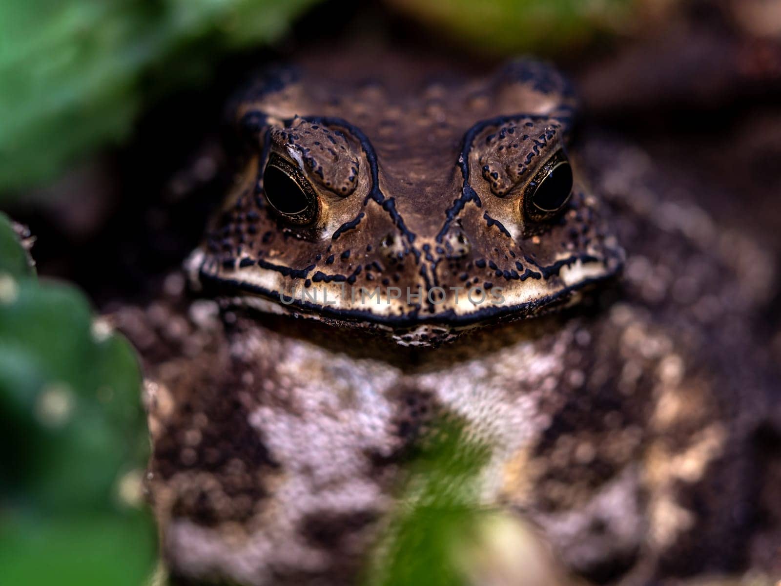 Close-up of the face of a Toad Bufo melanostictus by Satakorn