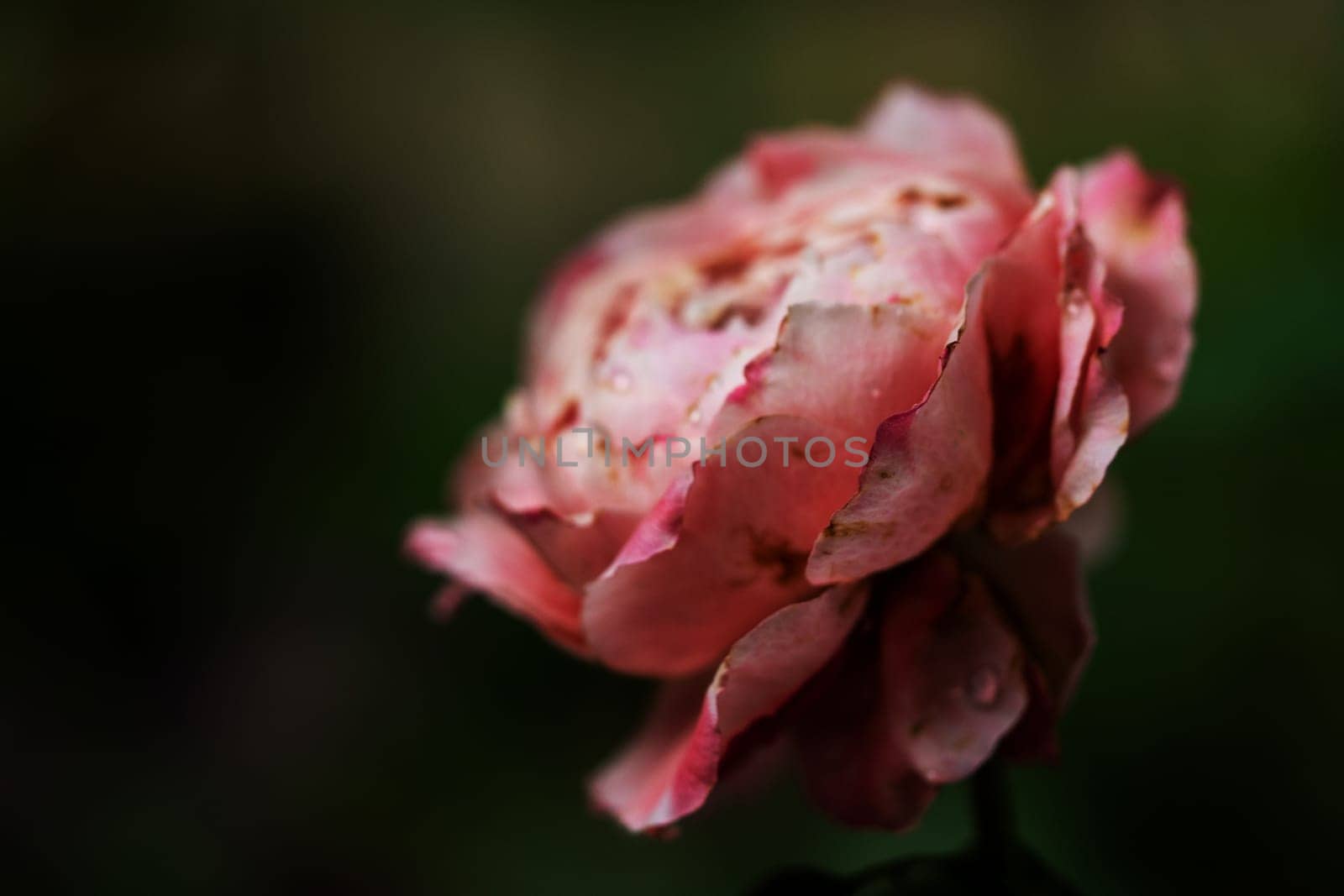 The wounded petals of a withering Princess Sakura rose by Satakorn