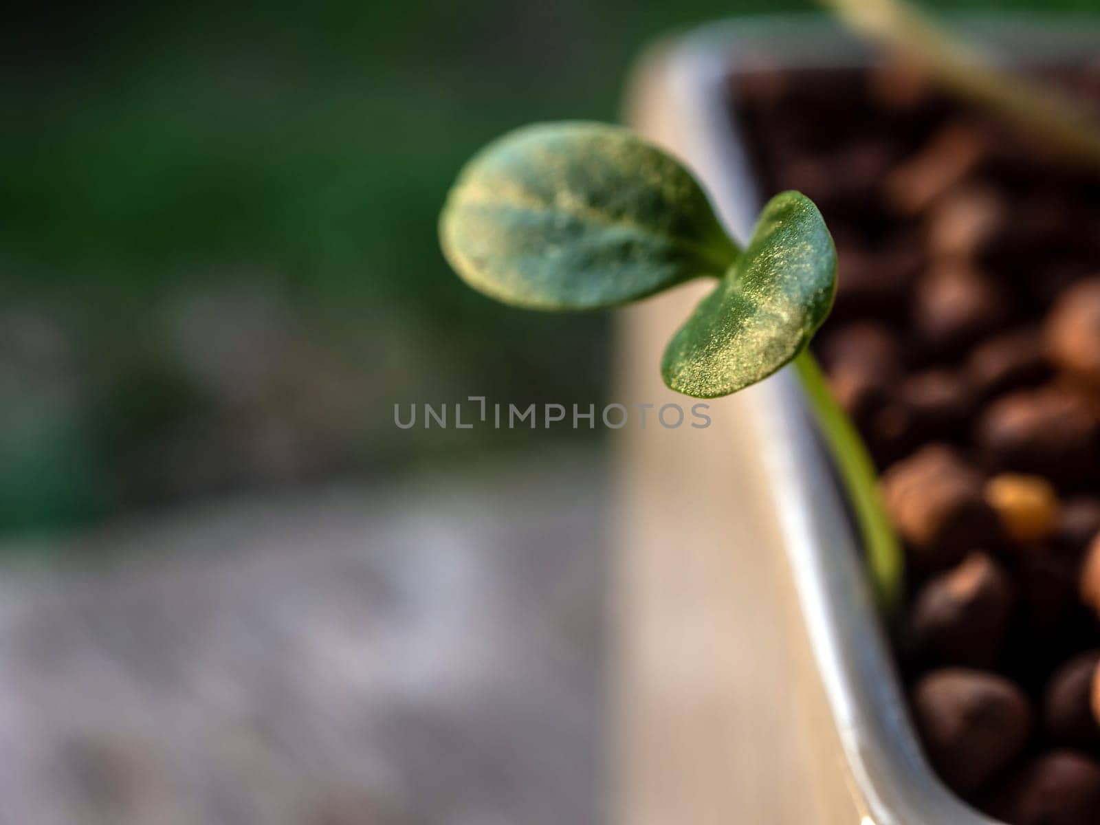 Young seedlings of weed growth in the pot by Satakorn