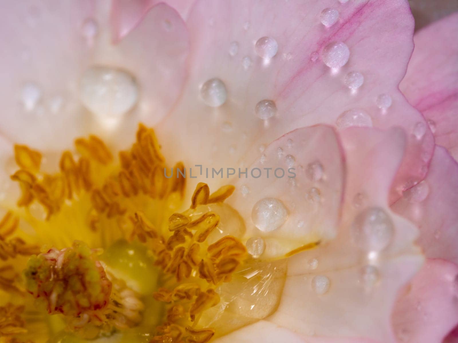 Close-up delicate "Sea Anemones" rose pollens and petals as nature background