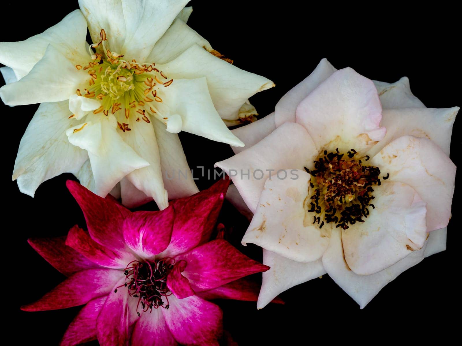 The wounded petals of a withering rose isolated on black by Satakorn