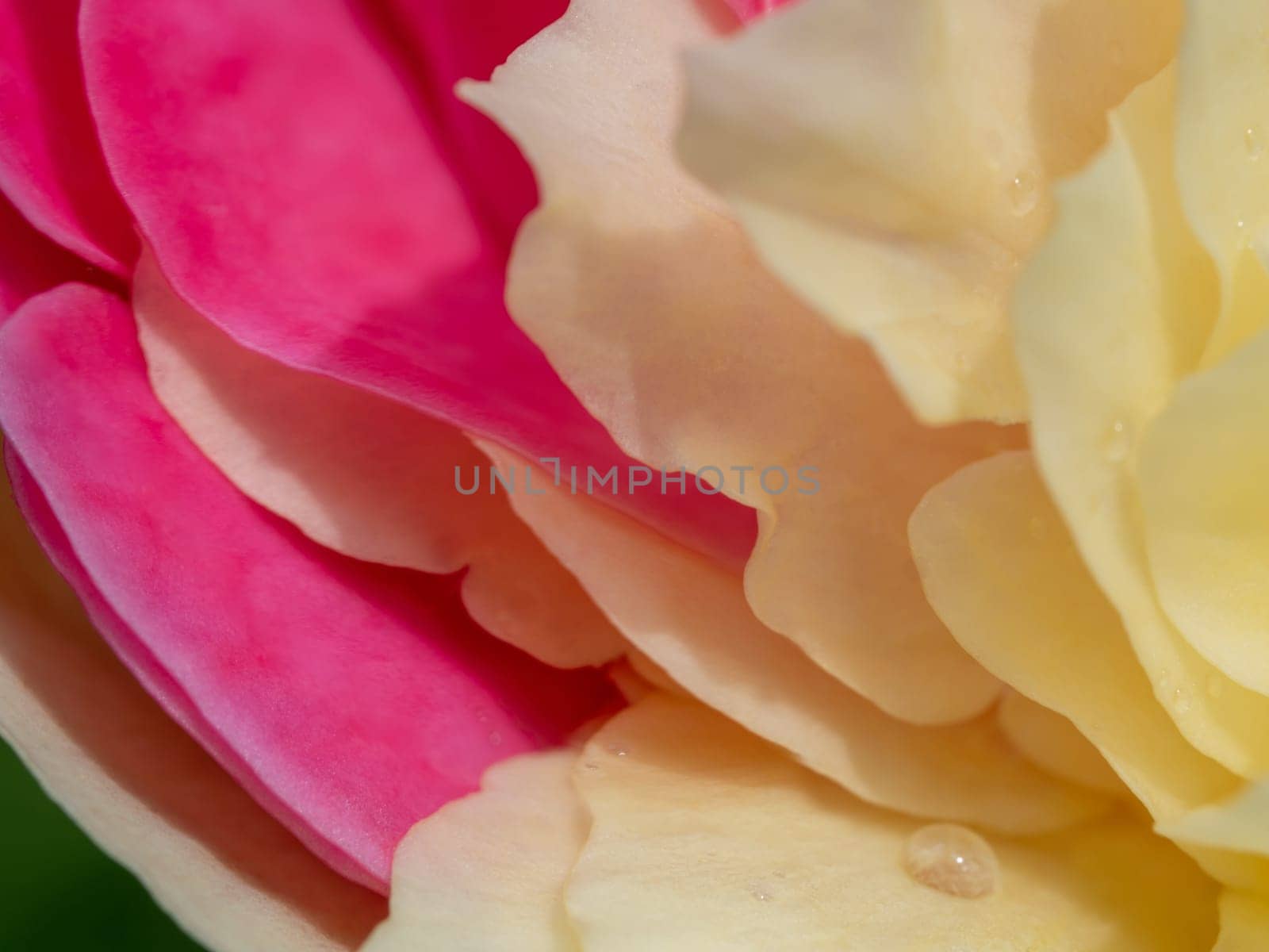 Close-up delicate bicolor rose petals as nature background by Satakorn