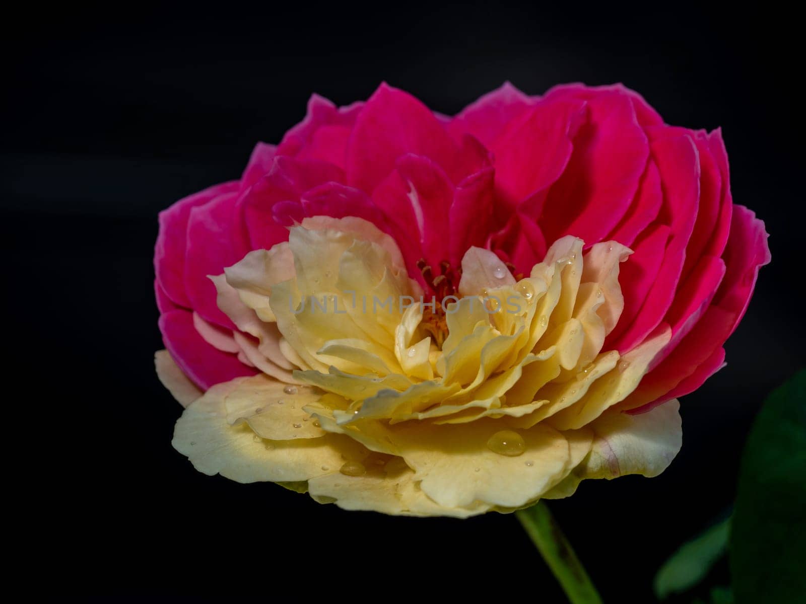 Shape and bicolors petals of Fugetsu the Japanese garden rose