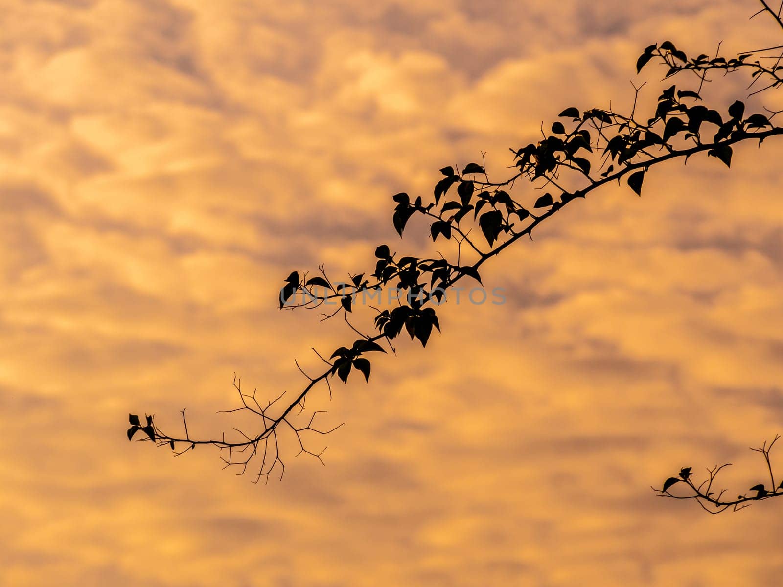 The silhouette tree branch and the fluffy clouds floating on the vivid color of light of the morning sky