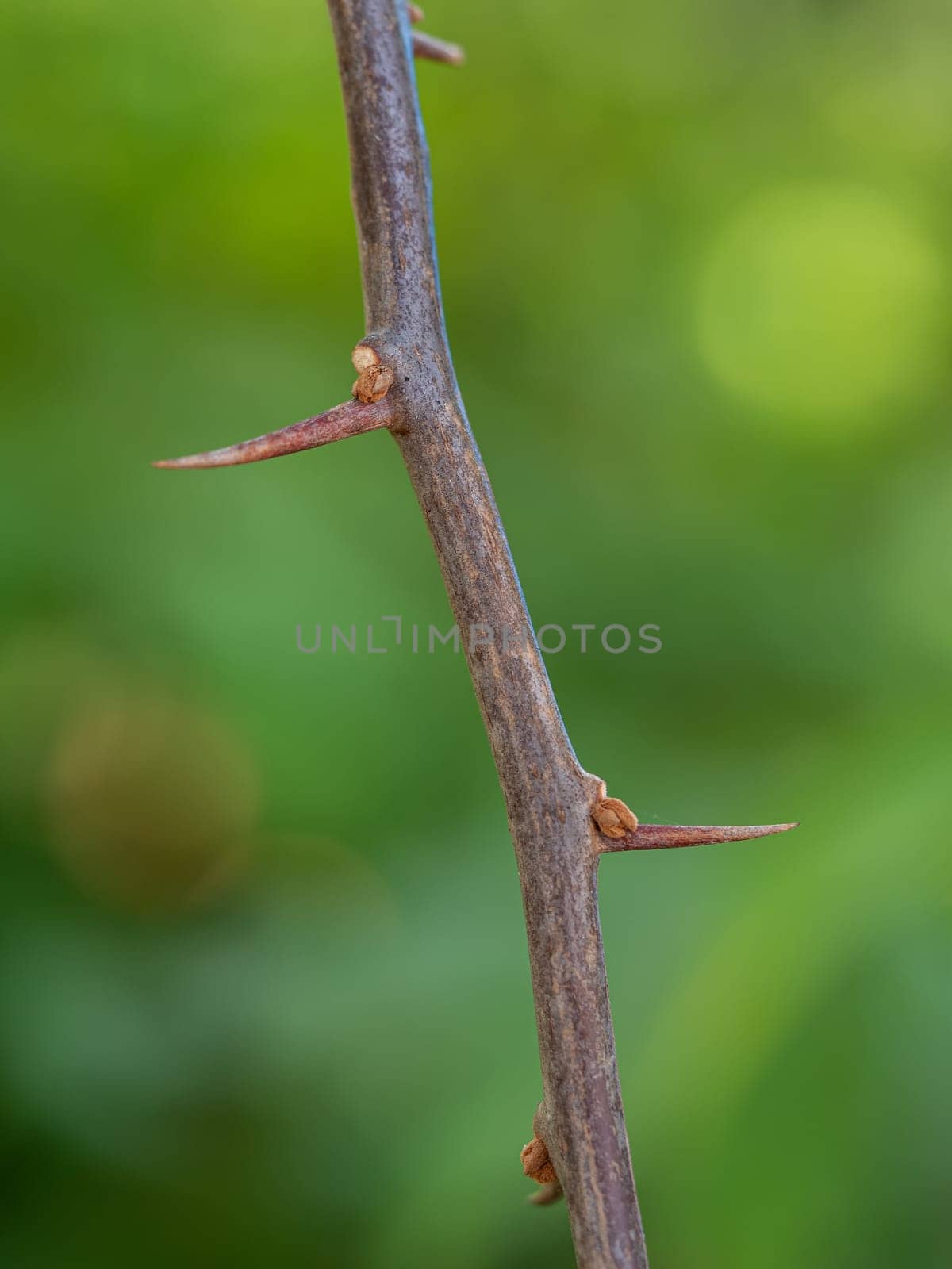 Sharp thorns on the Paper flower branches by Satakorn