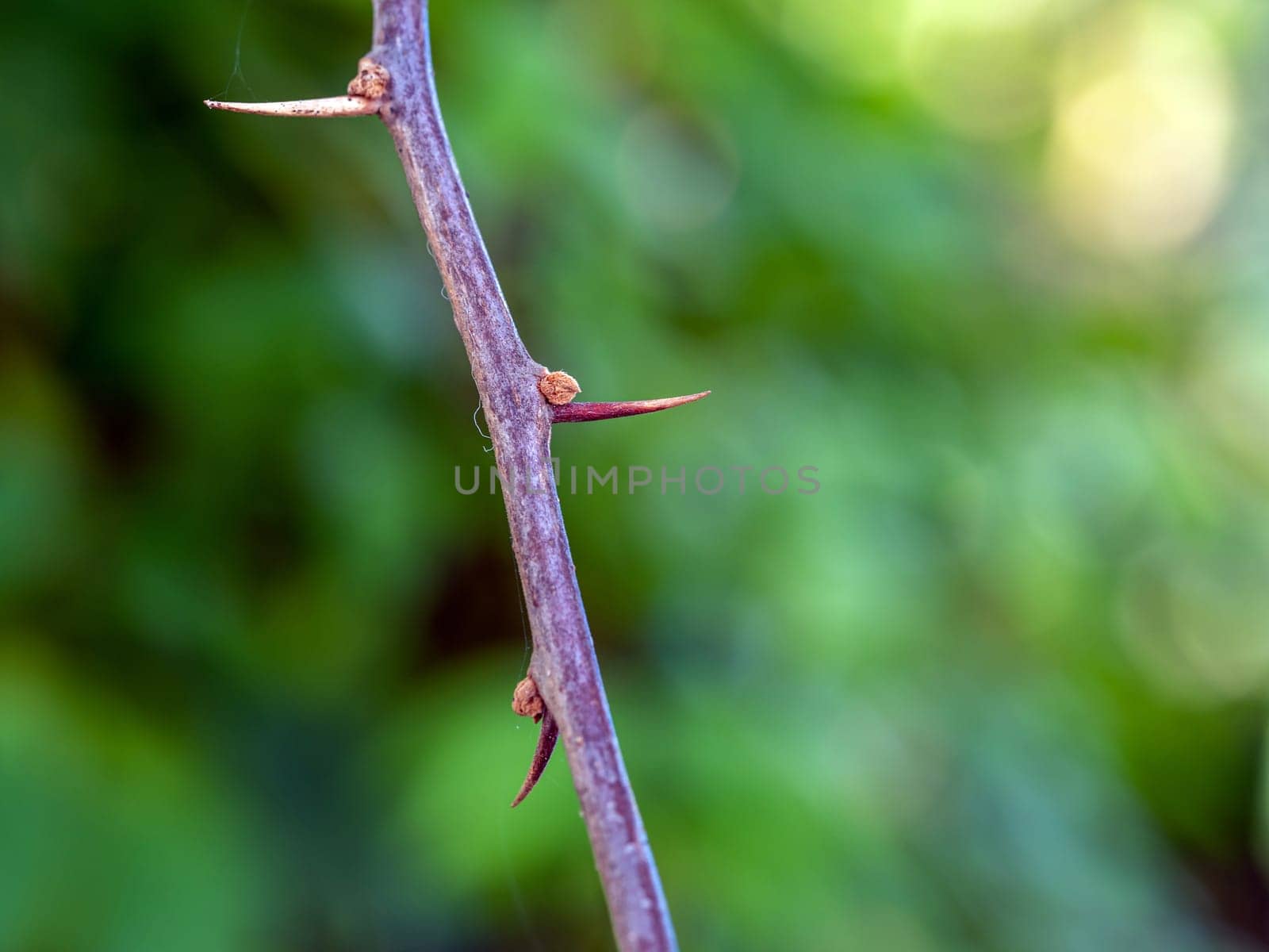 Sharp thorns on the Paper flower branches by Satakorn