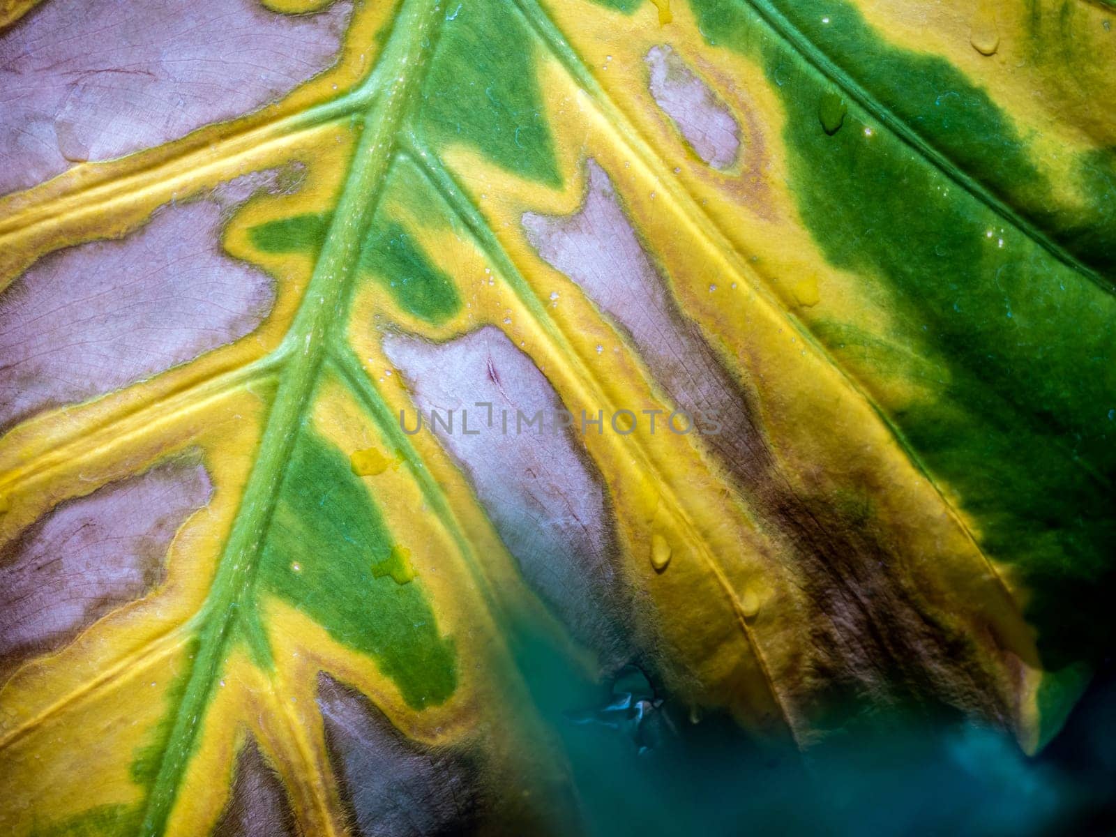 The wounded surface of a withering Alocasia leaf by Satakorn