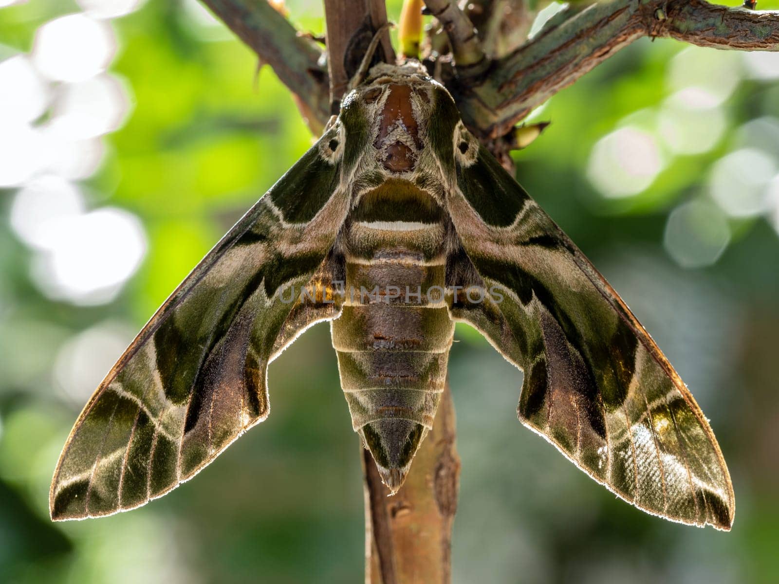Close-up photo of a Oleander Hawk-moth perched on a branch