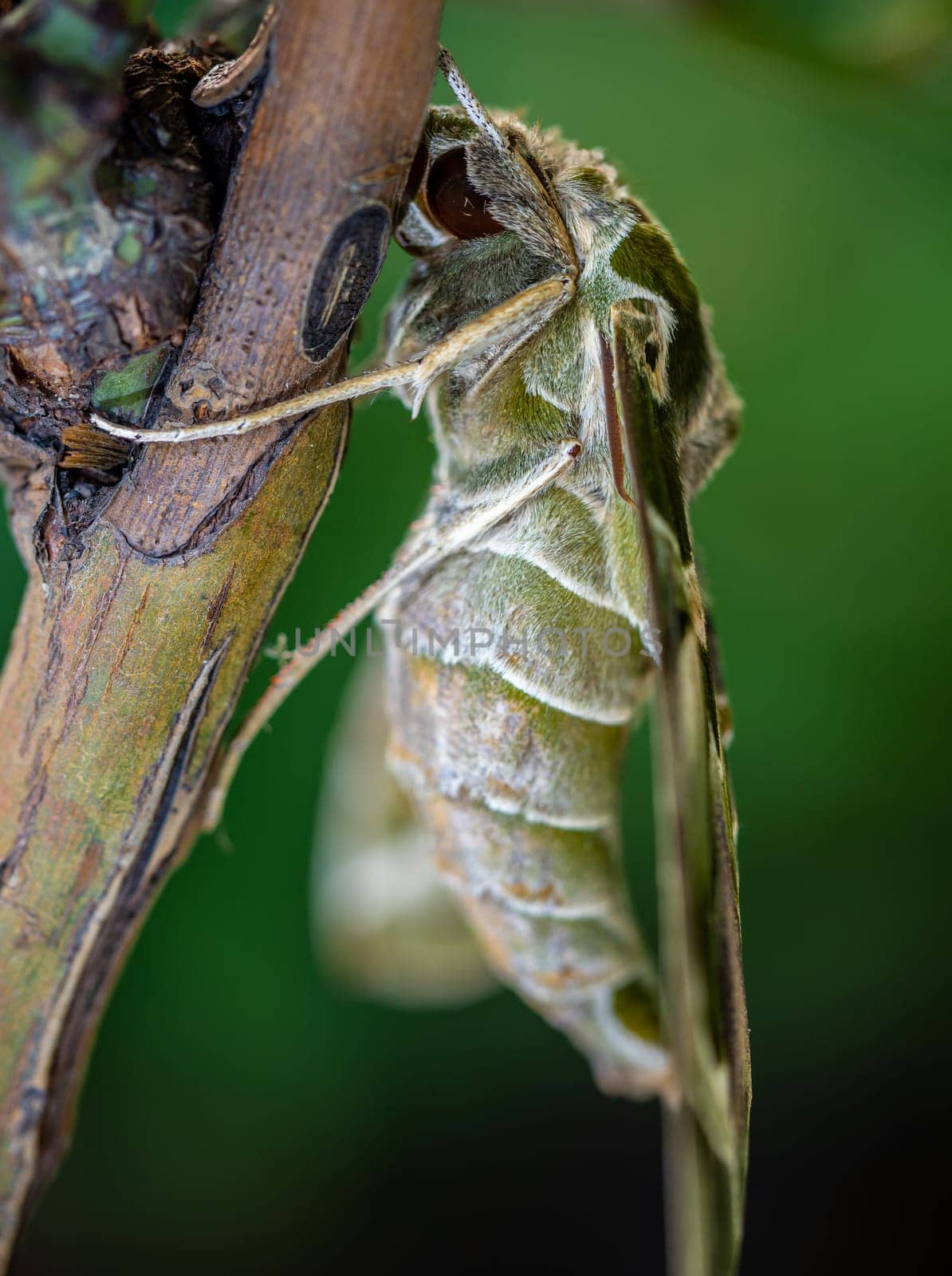 Close-up photo of a Oleander Hawk-moth perched on a branch by Satakorn