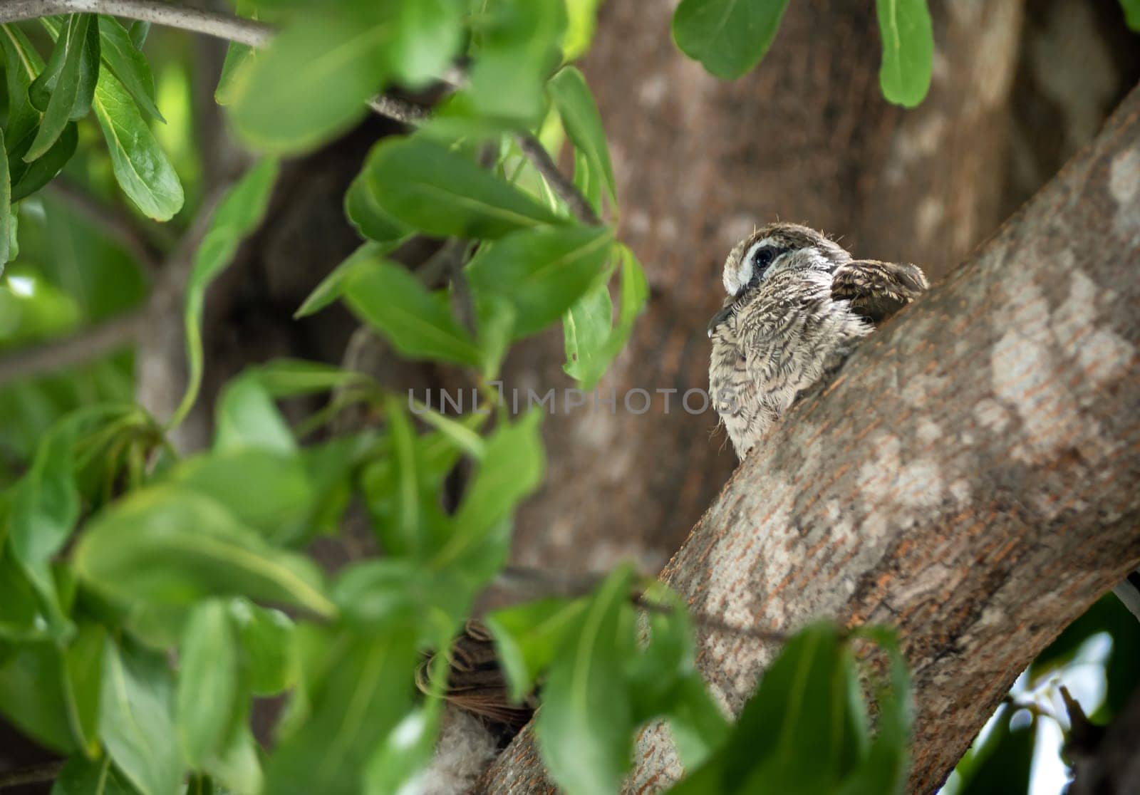 juvenile Zebra Dove on the branch of the tree