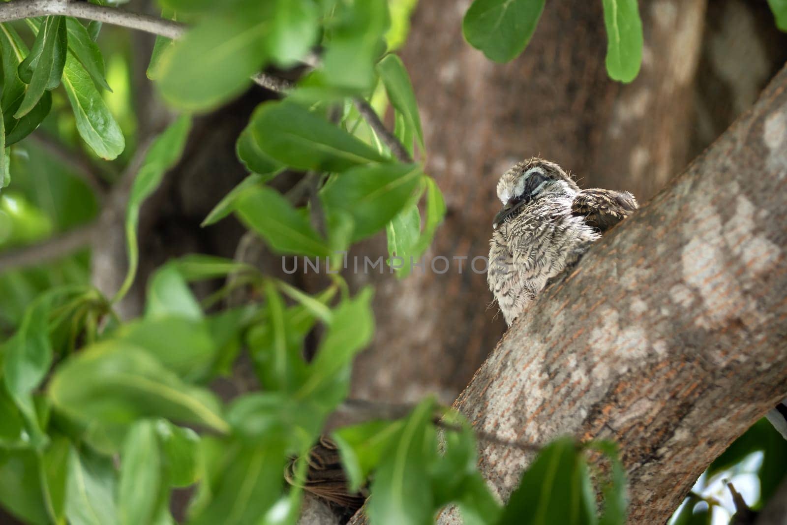 juvenile Zebra Dove on the branch of the tree by Satakorn