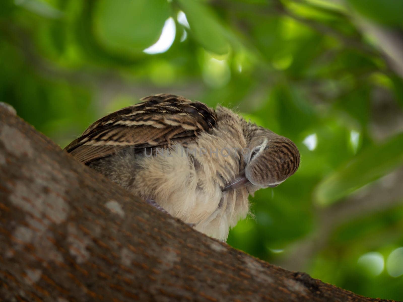 juvenile Zebra Dove on the branch of the tree by Satakorn