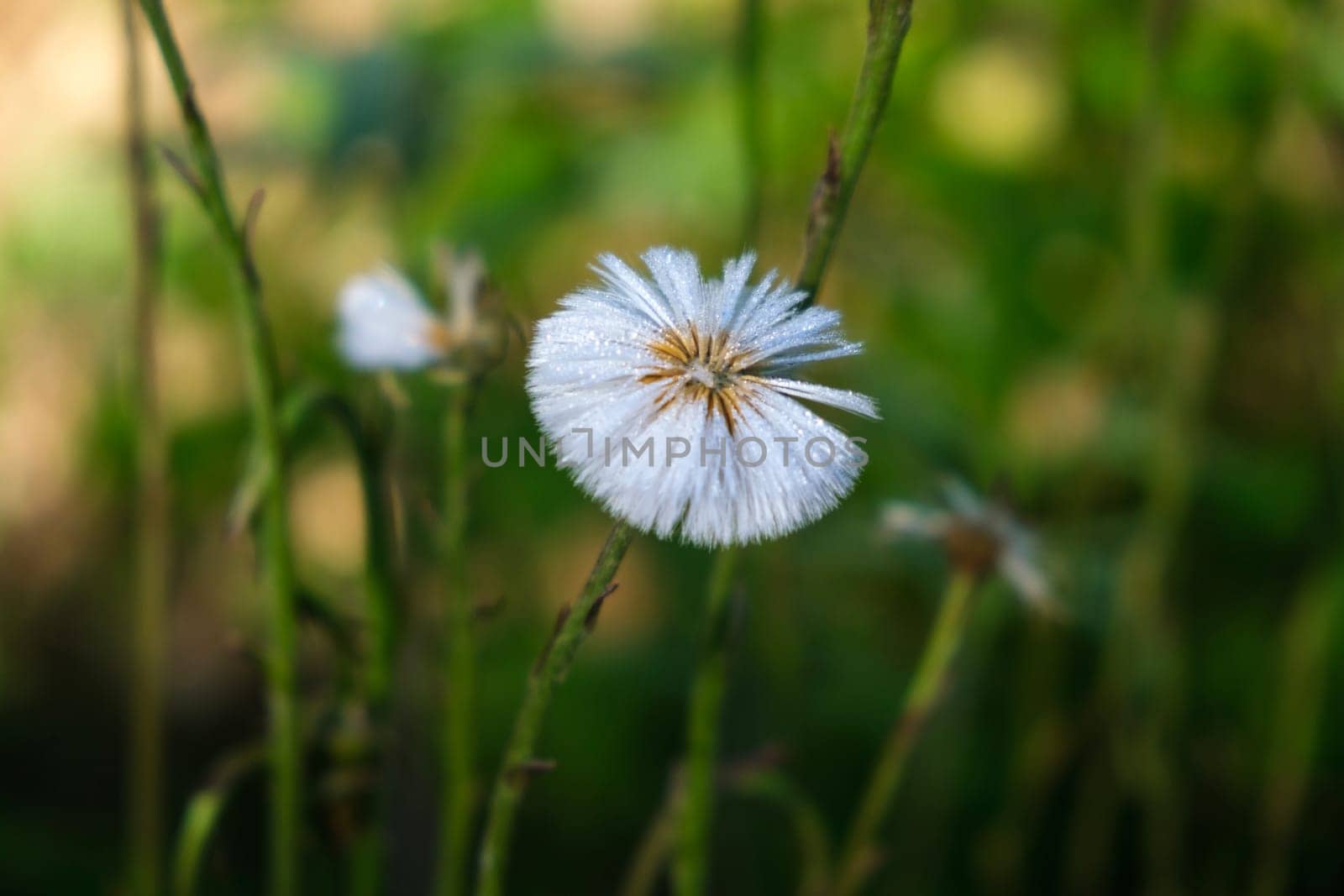 Dandelion in the grass. Coltsfoot is one of the first spring flowers. The white feathery seed pods of the coltsfoot, Traxacum, are a good food source for birds. download photo