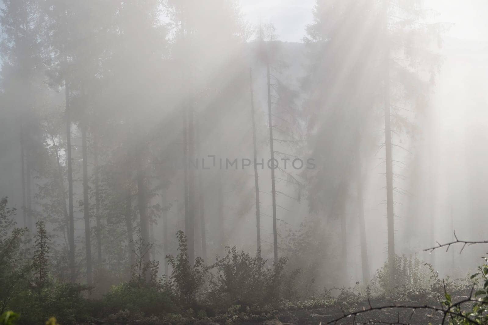 Landscape with silhouettes of trees in the misty forest. Mist in the forest by igor010