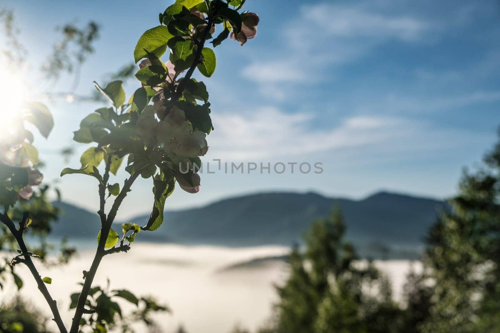mountain landscape of Spring blossom background. Beautiful nature scene with blooming tree and sun light Spring download photo