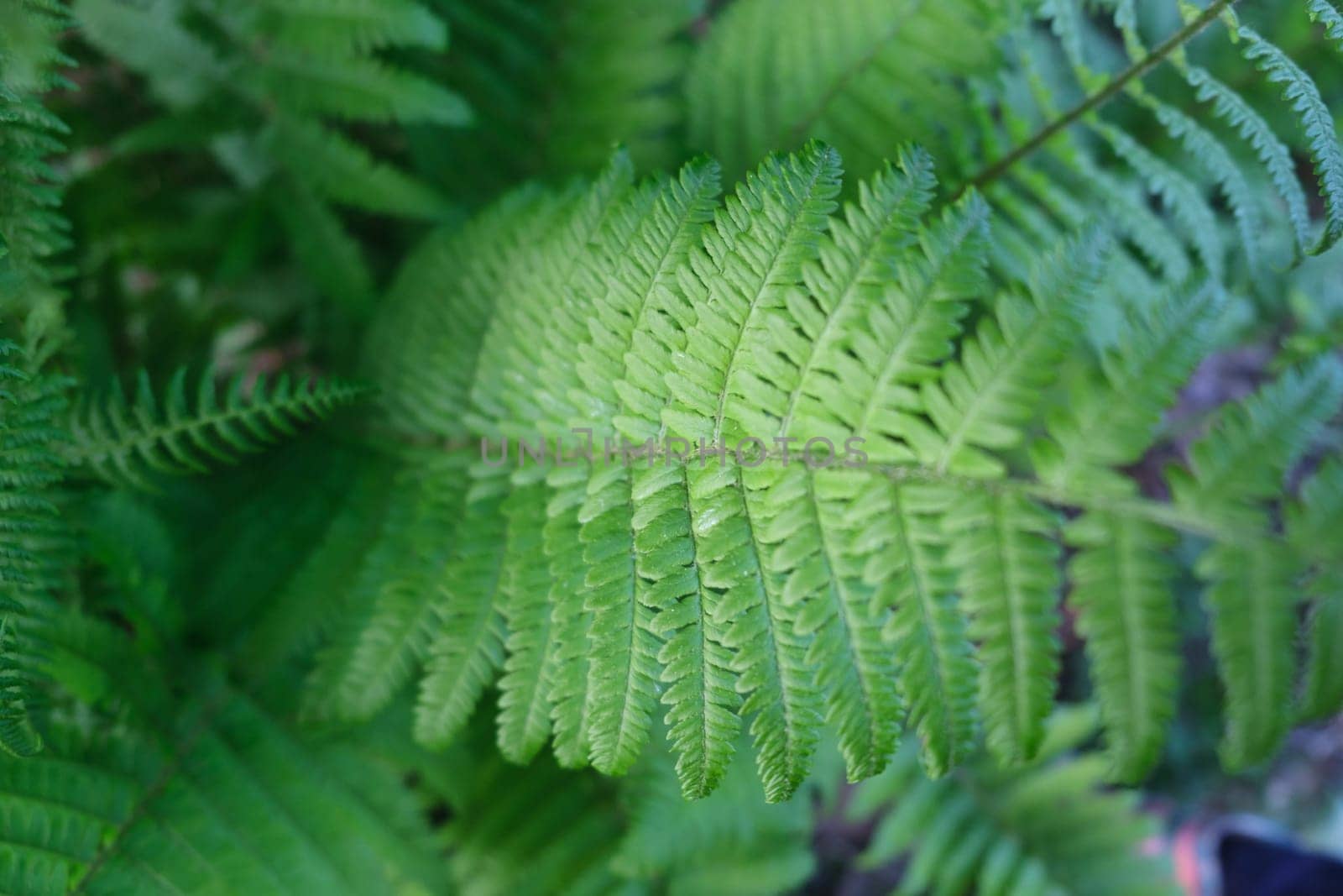 Fern plants Background of the ferns Nature concept. Green ferns nature. by igor010