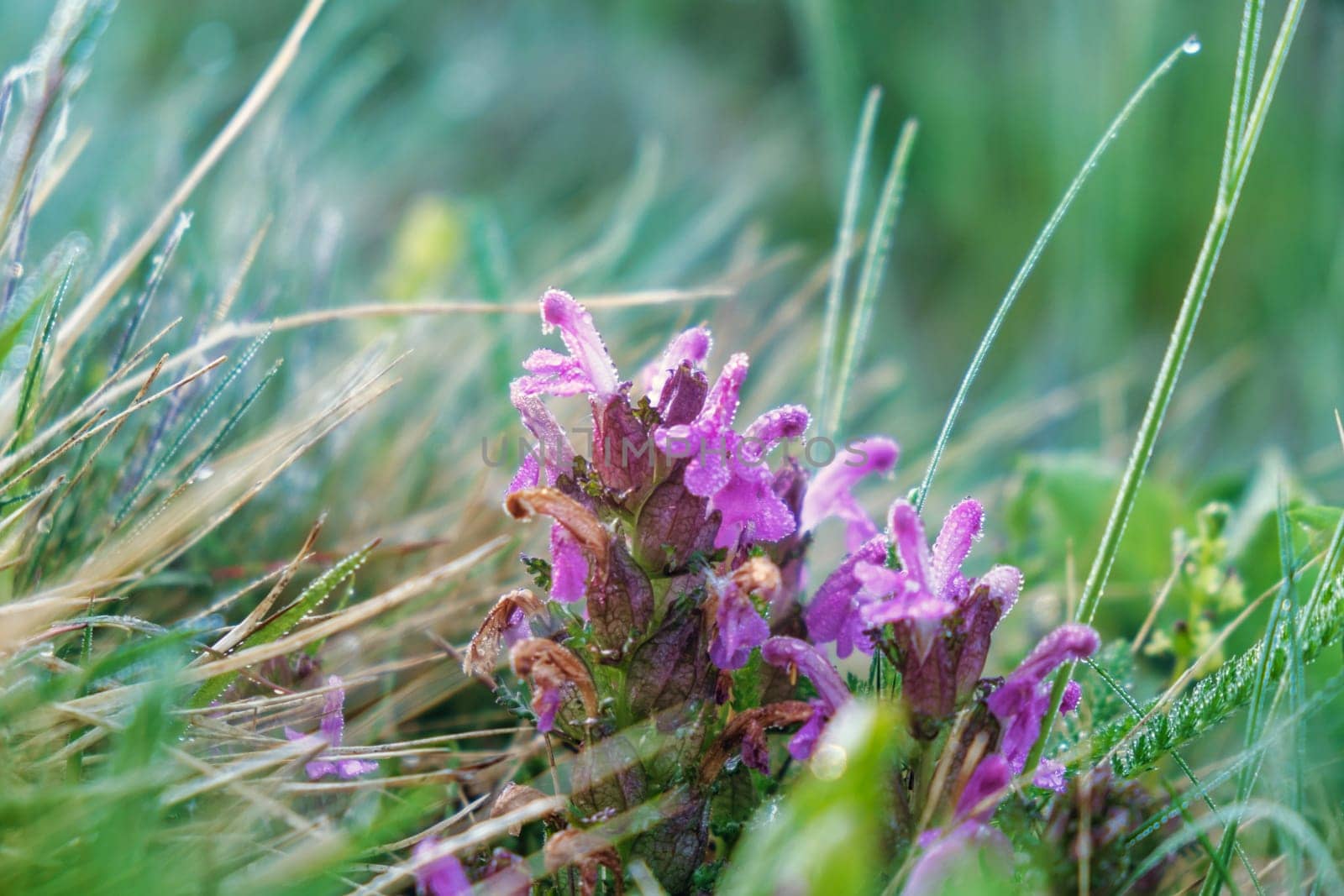 Lousewort Pedicularis rosea on the alpine meadows of the Altai Mountains. Semi-parasitic, mainly perennial grasses by igor010