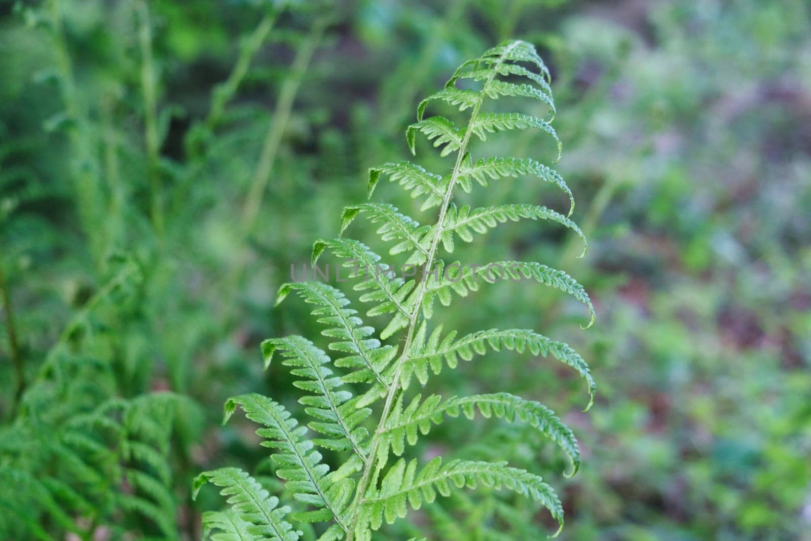 Green fern bush texture in forest Natural ferns background Fern leaves Close up ferns nature. Fern plants Background of the ferns Nature concept. Green ferns nature. Natural floral fern in sunlight download photo