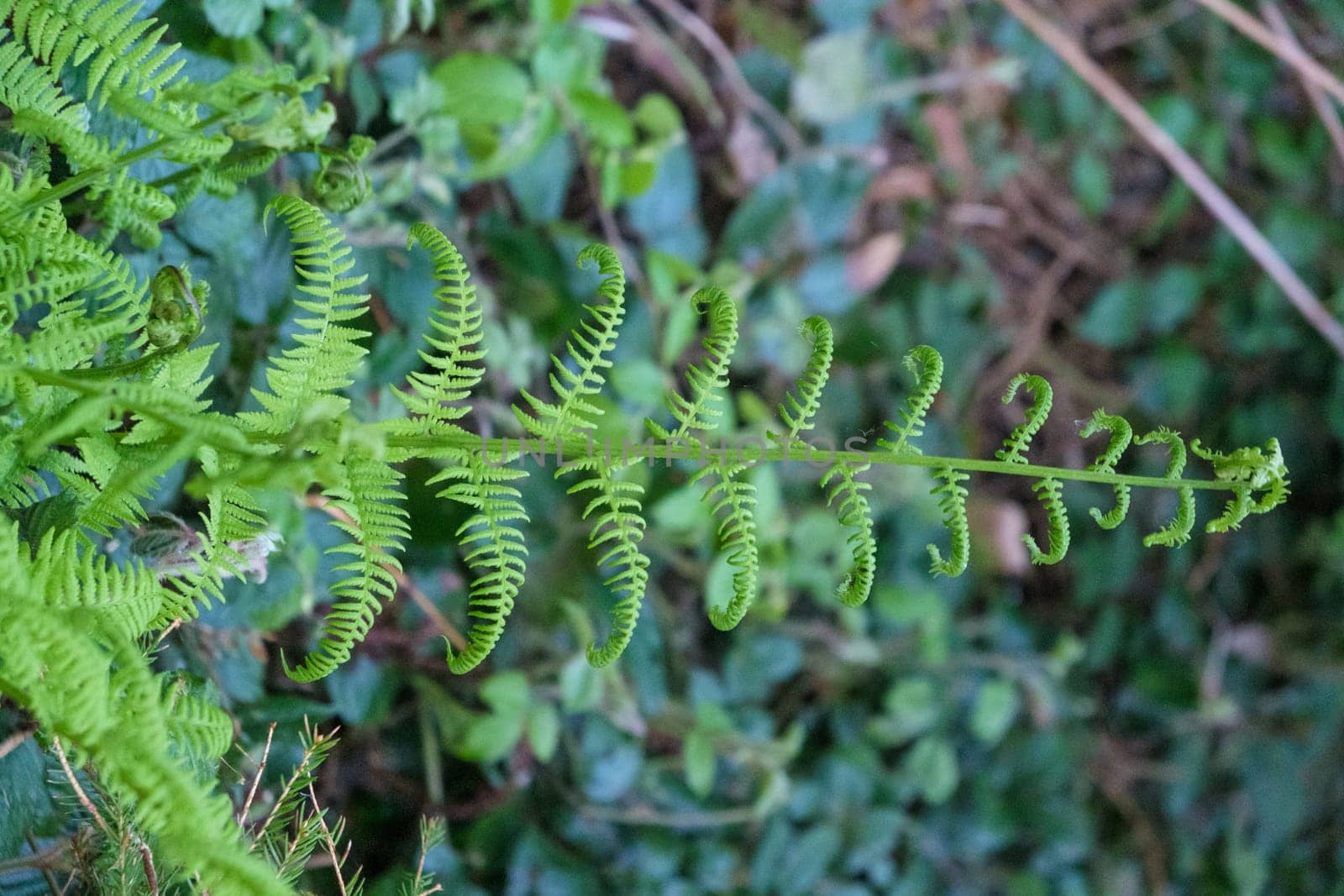 Fern leaf in the forest. Green fern bush in nature. Natural ferns background Fern leaves by igor010