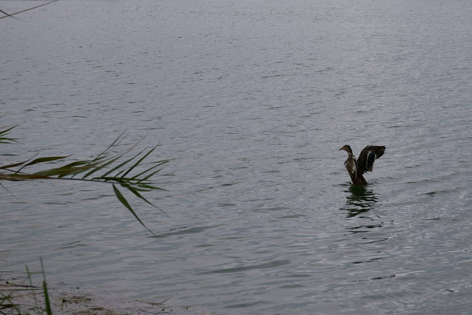 Duck starting to fly on a lake by raul_ruiz