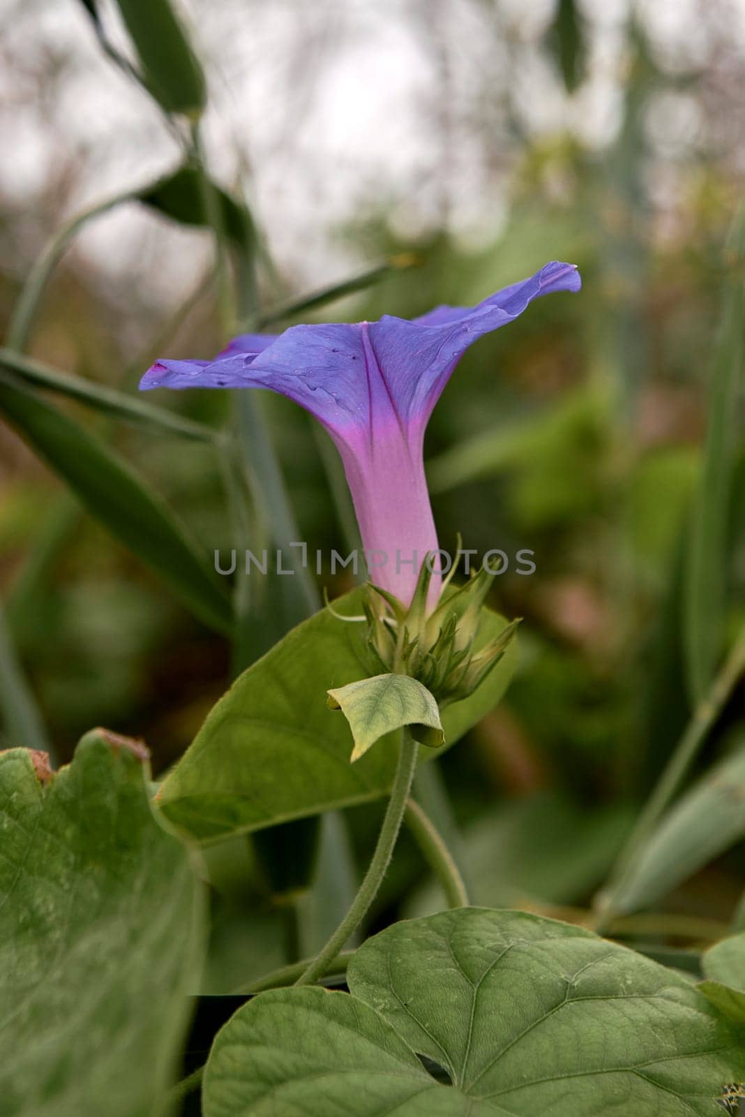 Purple bluebell flower on leaves, background out of focus.Detail photography, macro, flower parts, green leaves, branches. Ipomoea purpurea