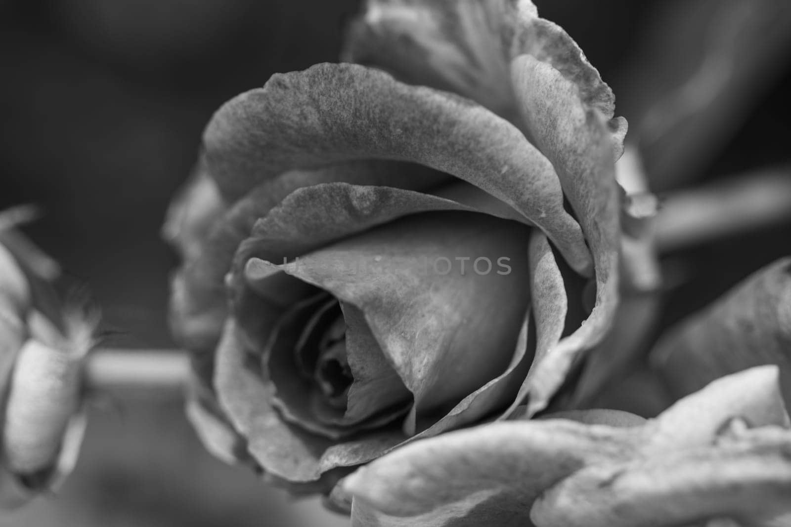 Angle Front view Black and white close up closed rose on plant by gena_wells