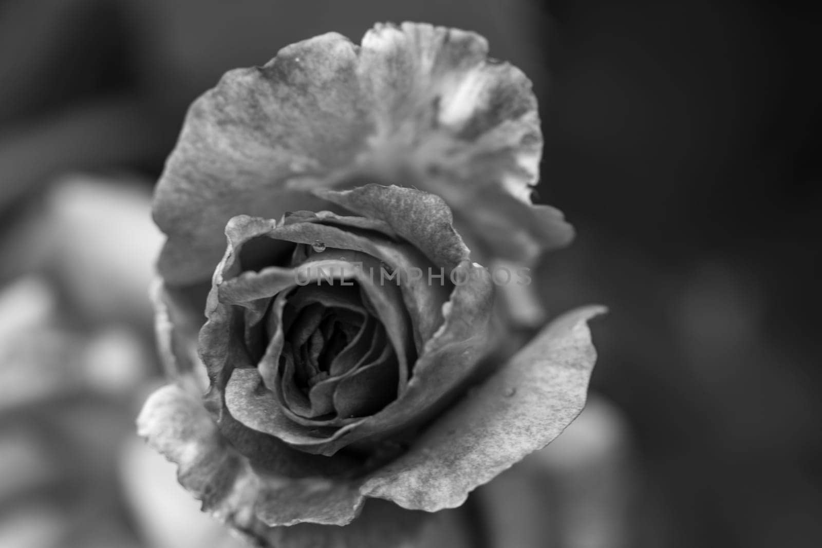 Front view Black and white close up closed rose on plant . High quality photo