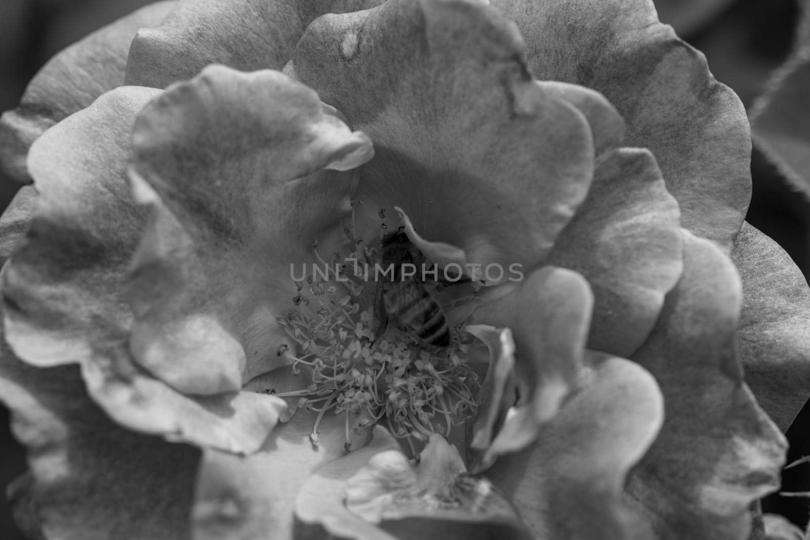 Front view Black and white close up open rose with bee in center by gena_wells