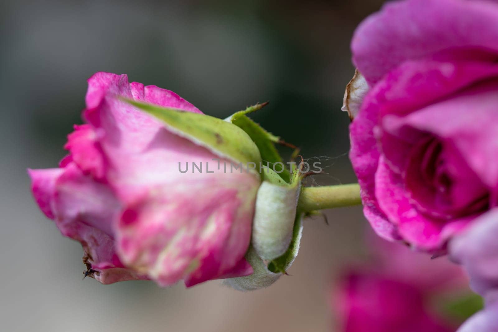 Side view Close up of Beautiful pink rose closed. High quality photo