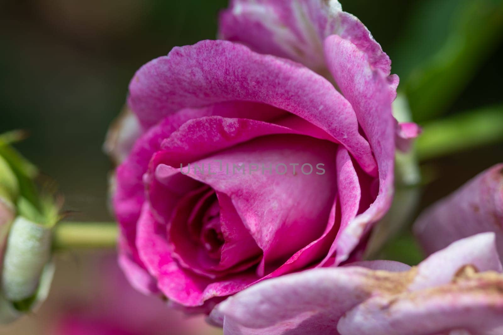 Close up of Beautiful pink rose in garden by gena_wells