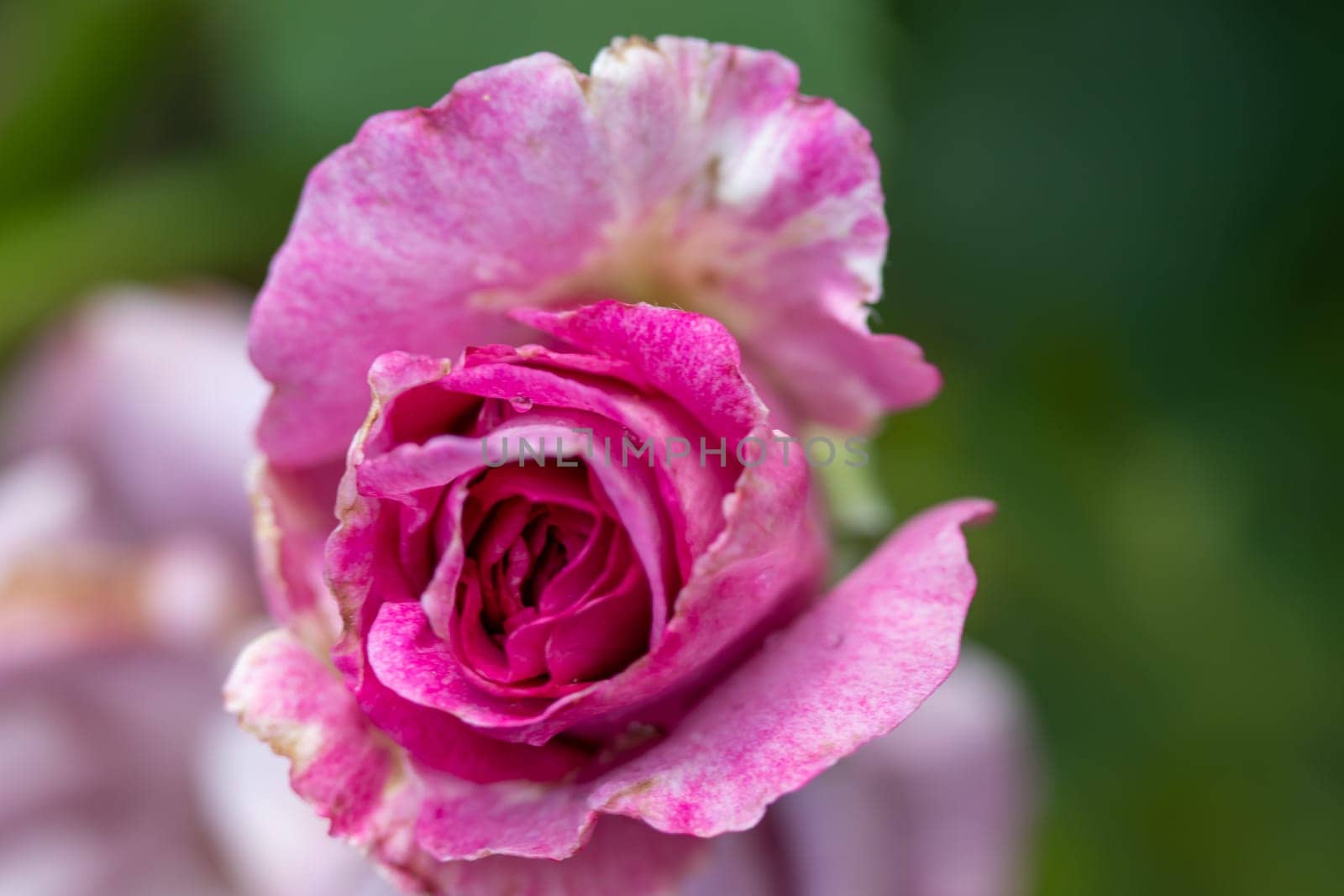Front view Close up of Beautiful pink rose closed by gena_wells