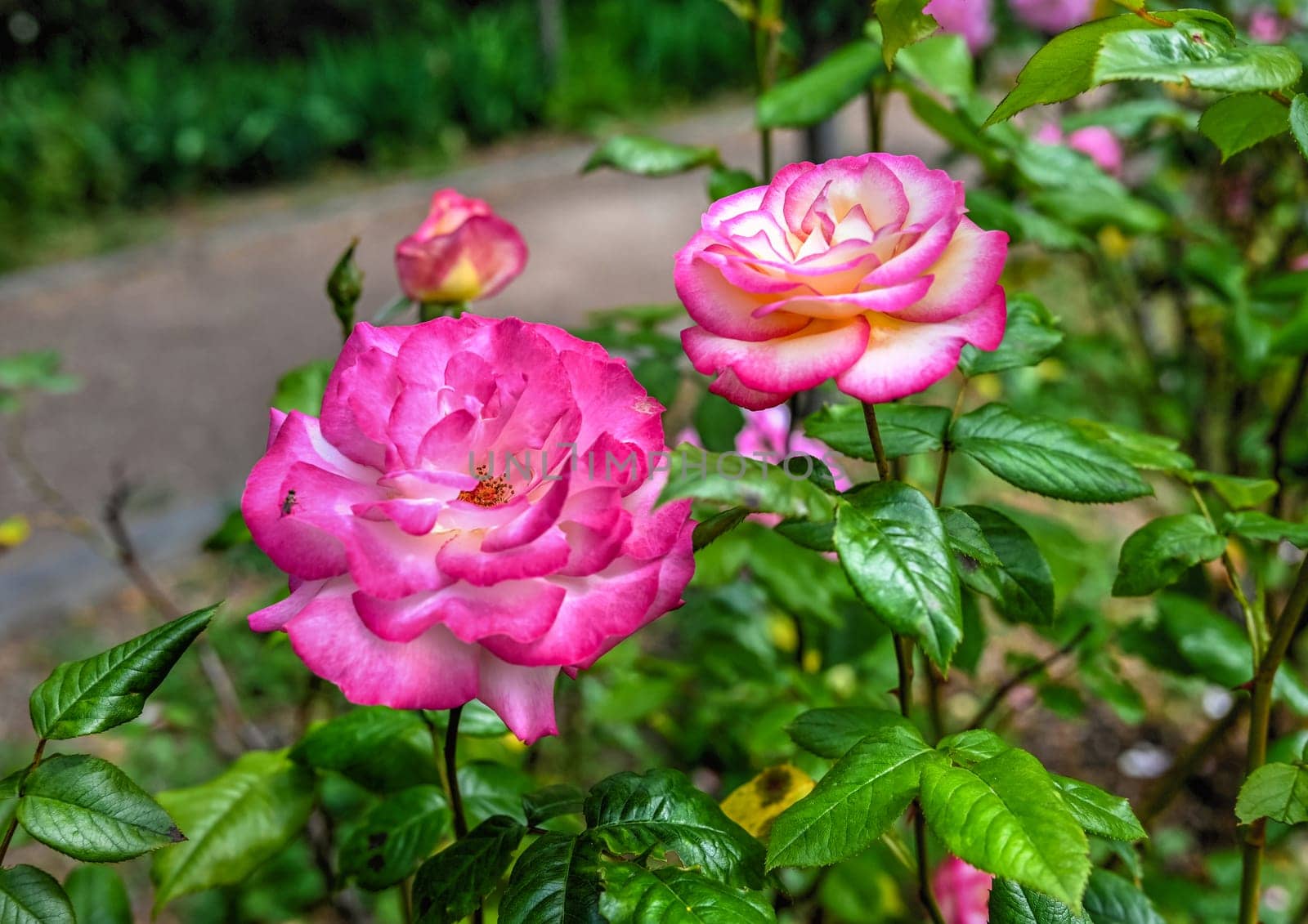 Pink Sharifa Asma rose flower on green leaves background by Multipedia