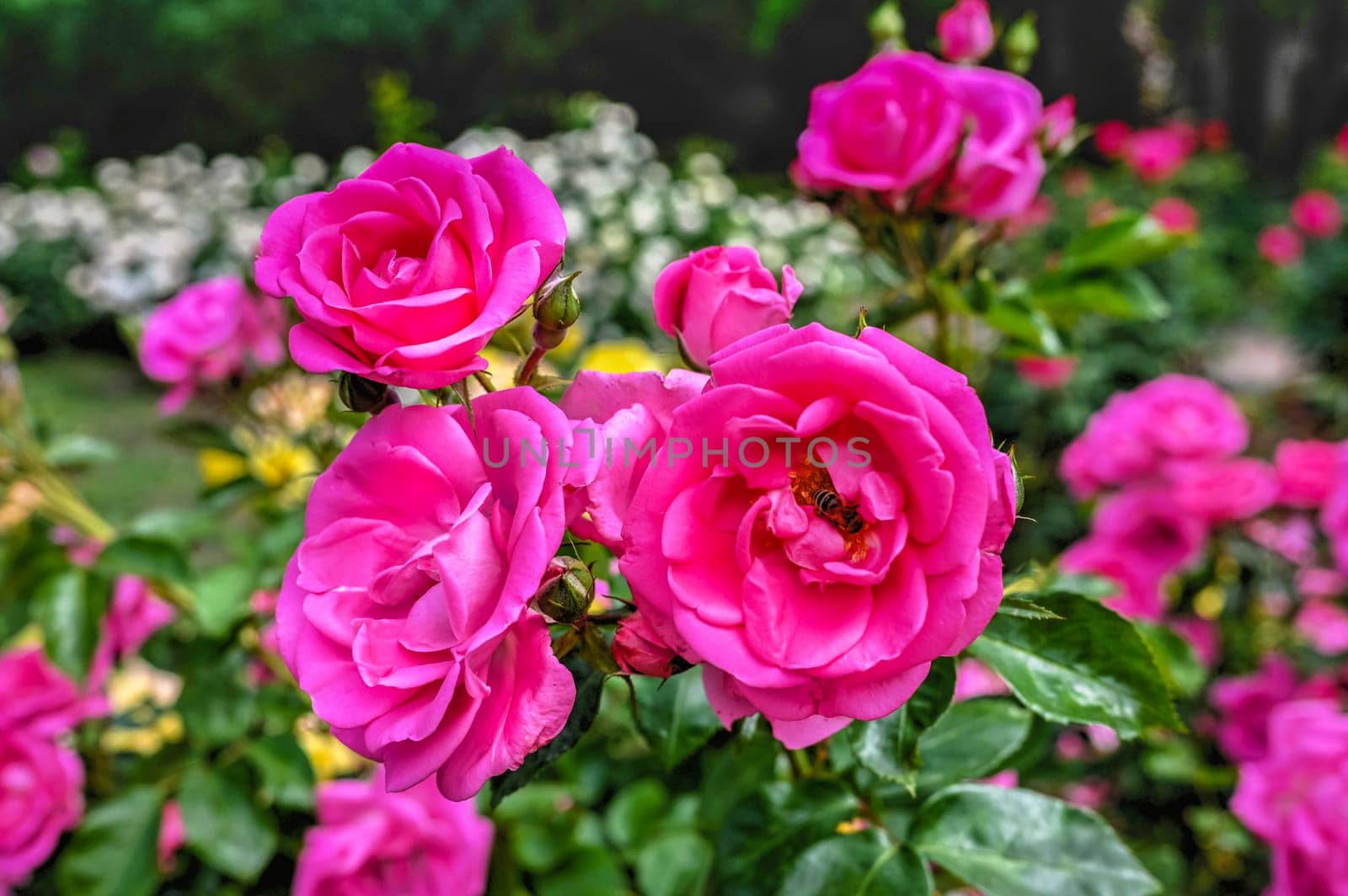 Pink english Mary rose on green leaves background on a sunny spring day