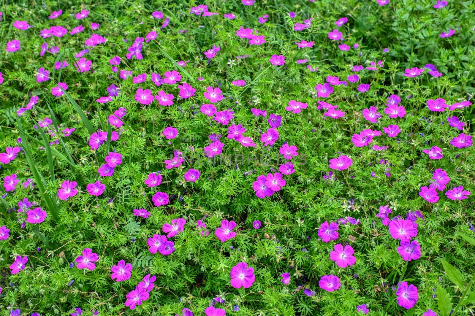 Pink geranium flower on green leaves background on a sunny spring day