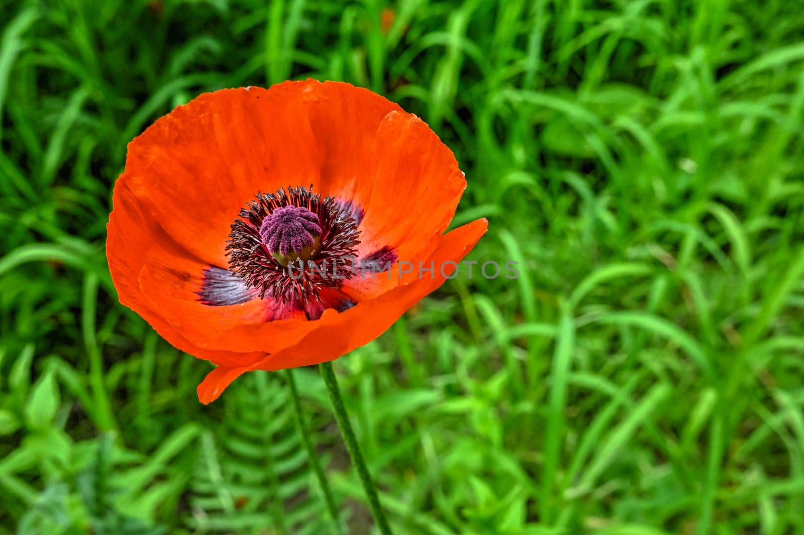 Red poppy flower on green leaves background on a sunny spring day