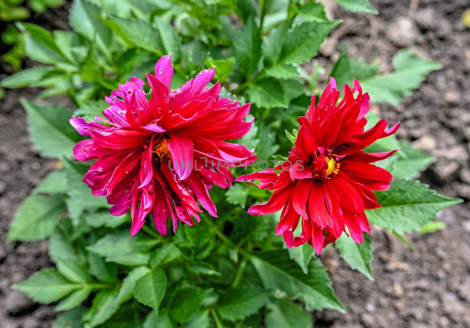 Red dahlia flower on a background of green foliage on a sunny spring day