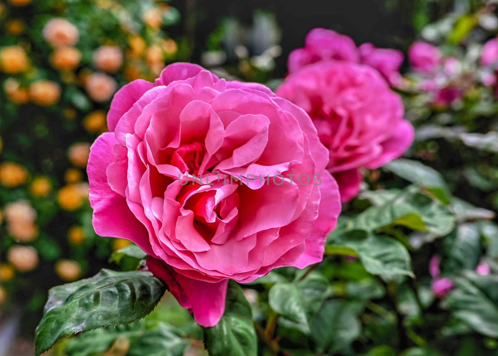 Pink english Mary rose on green leaves background on a sunny spring day