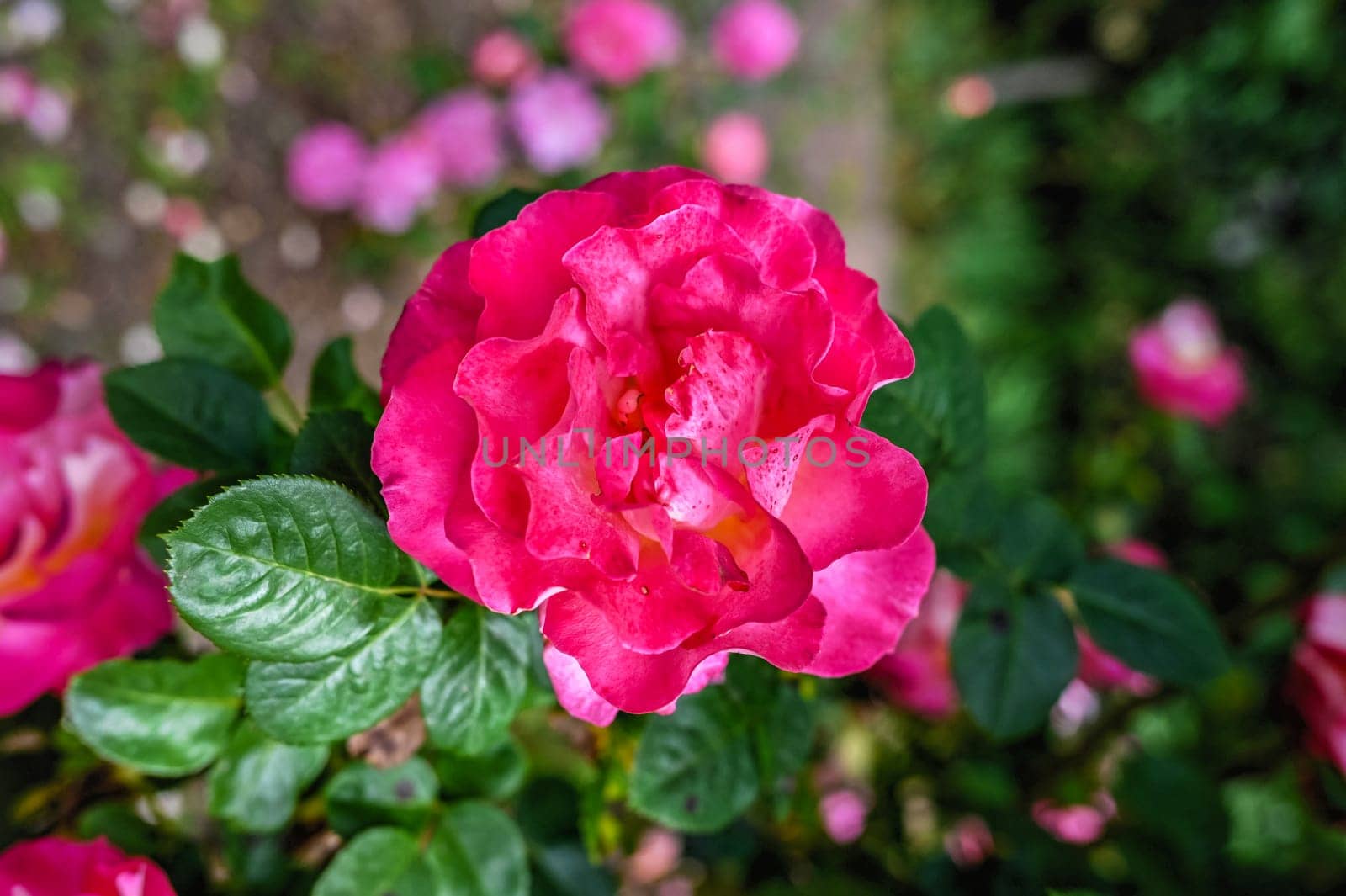 Red Floribunda rose on green leaves background on a sunny spring day