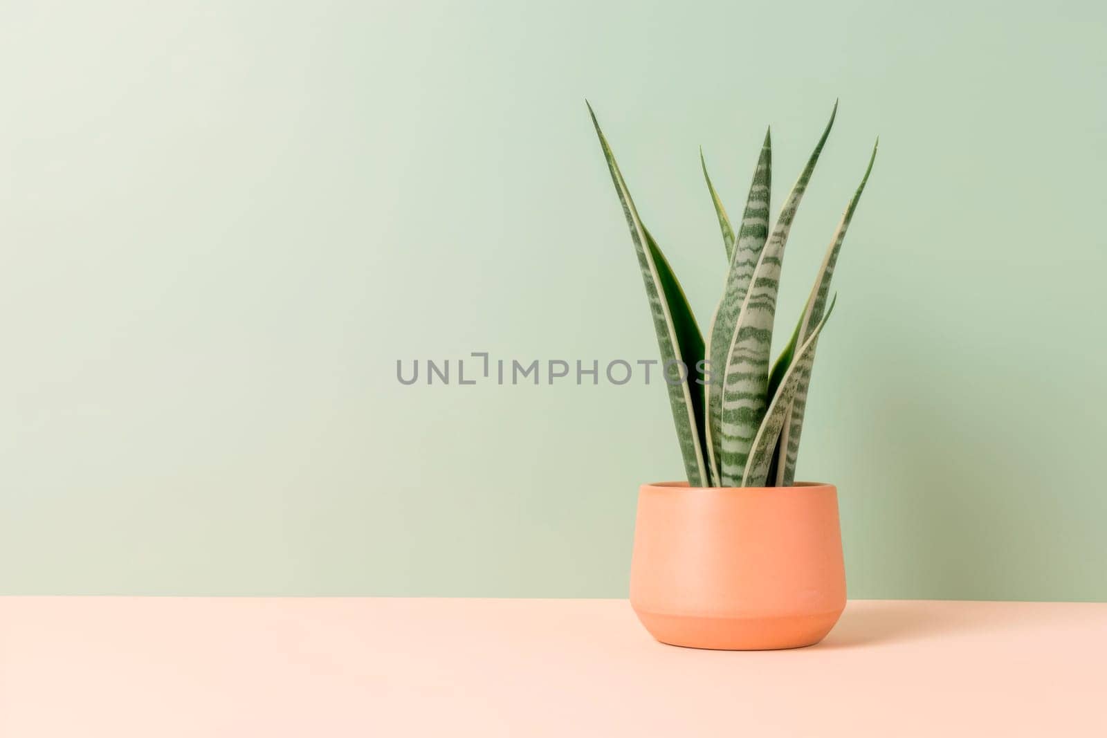 Sansevieria plant in a clay pot on a light background. The pike tail plant. Minimalism. by Spirina