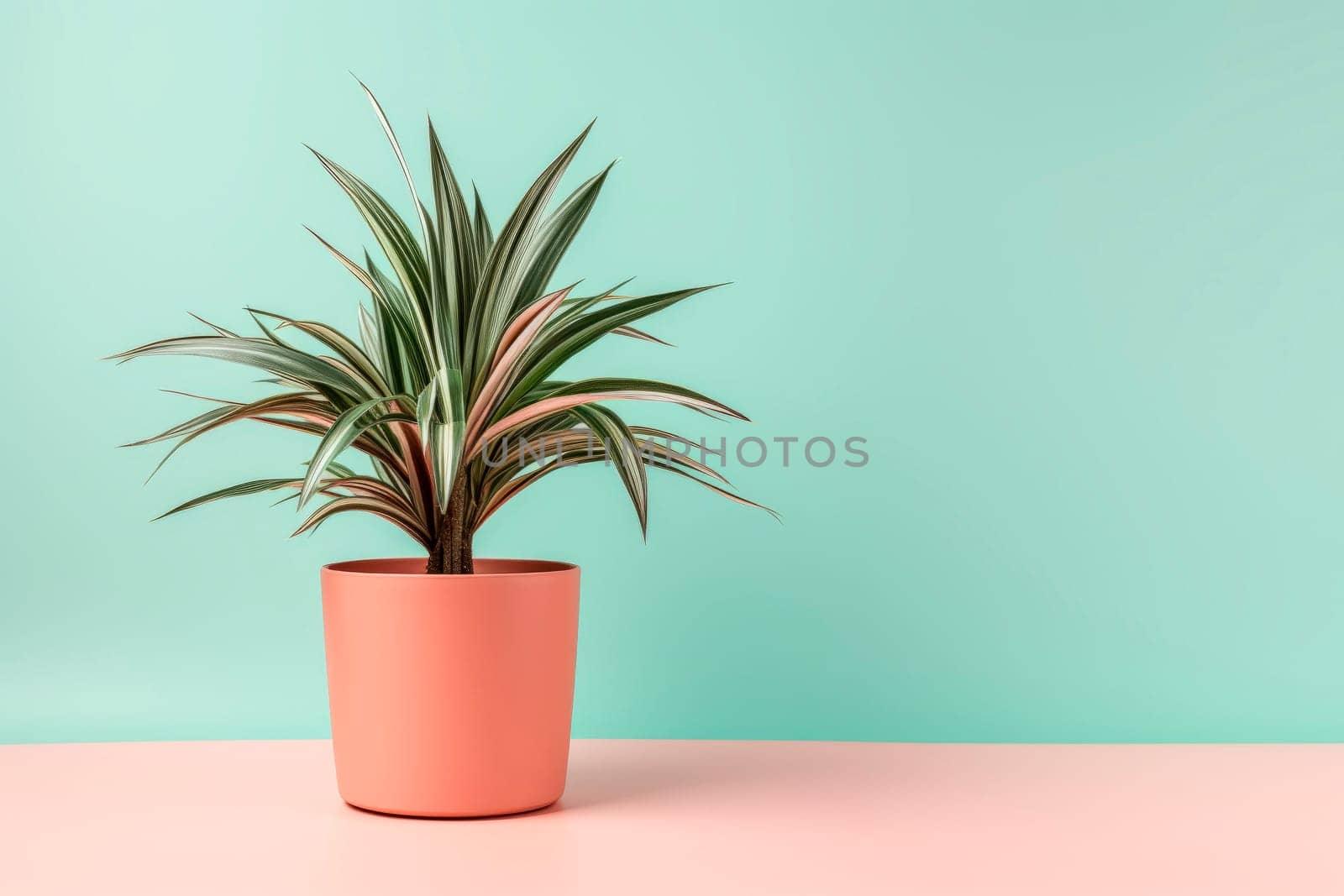 Sansevieria plant in a clay pot on a light background. The pike tail plant. Minimalism. by Spirina