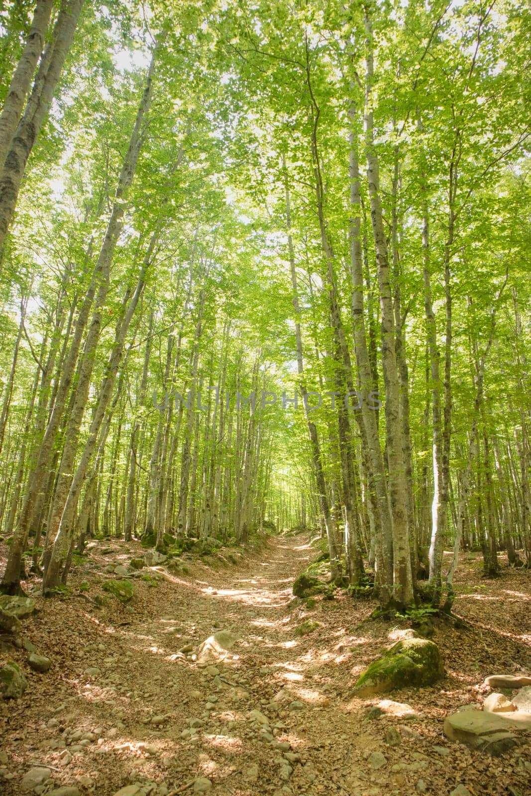 Photographic documentation of a path under a beech forest 
