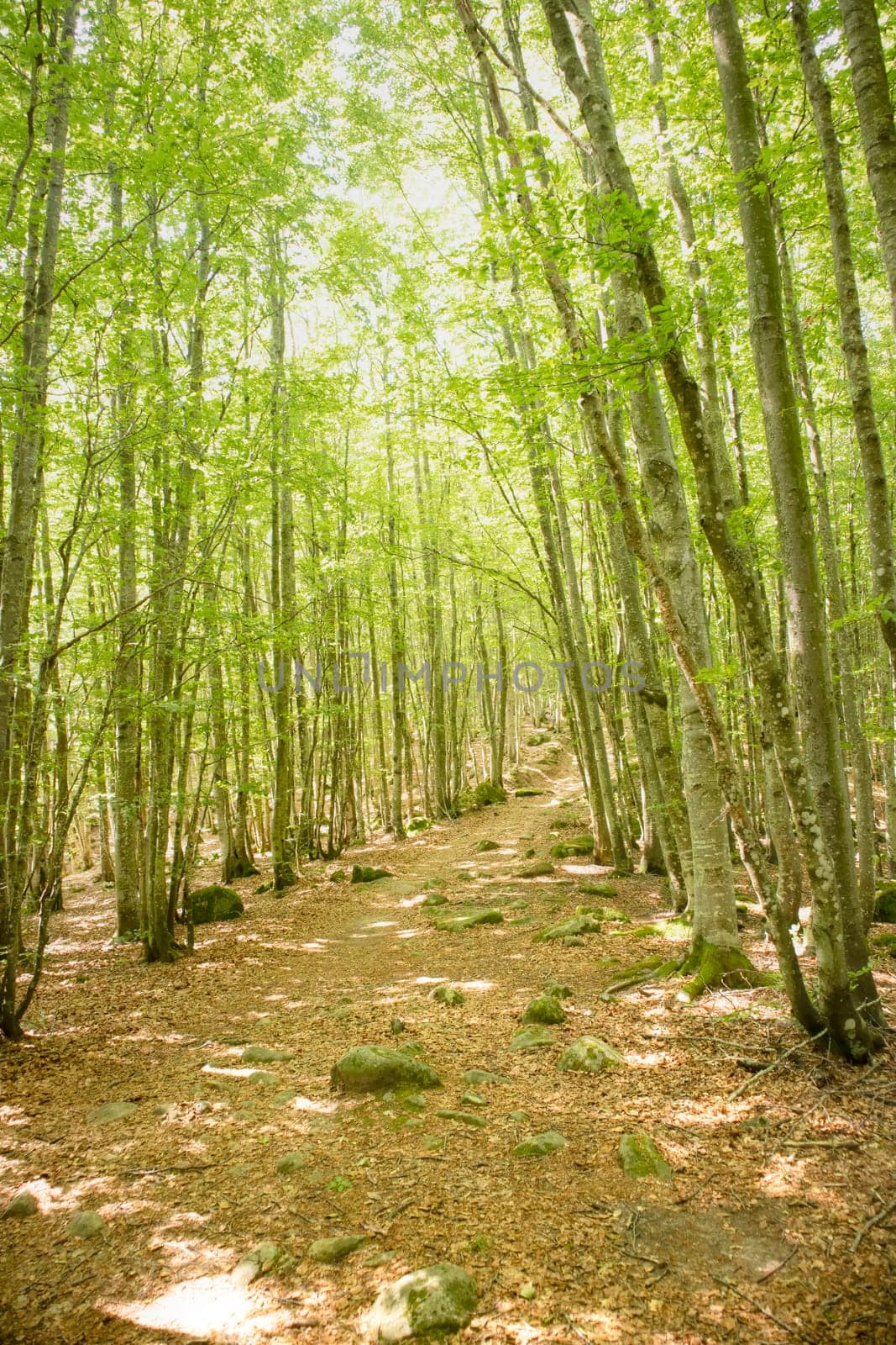 Photographic documentation of a path under a beech forest 